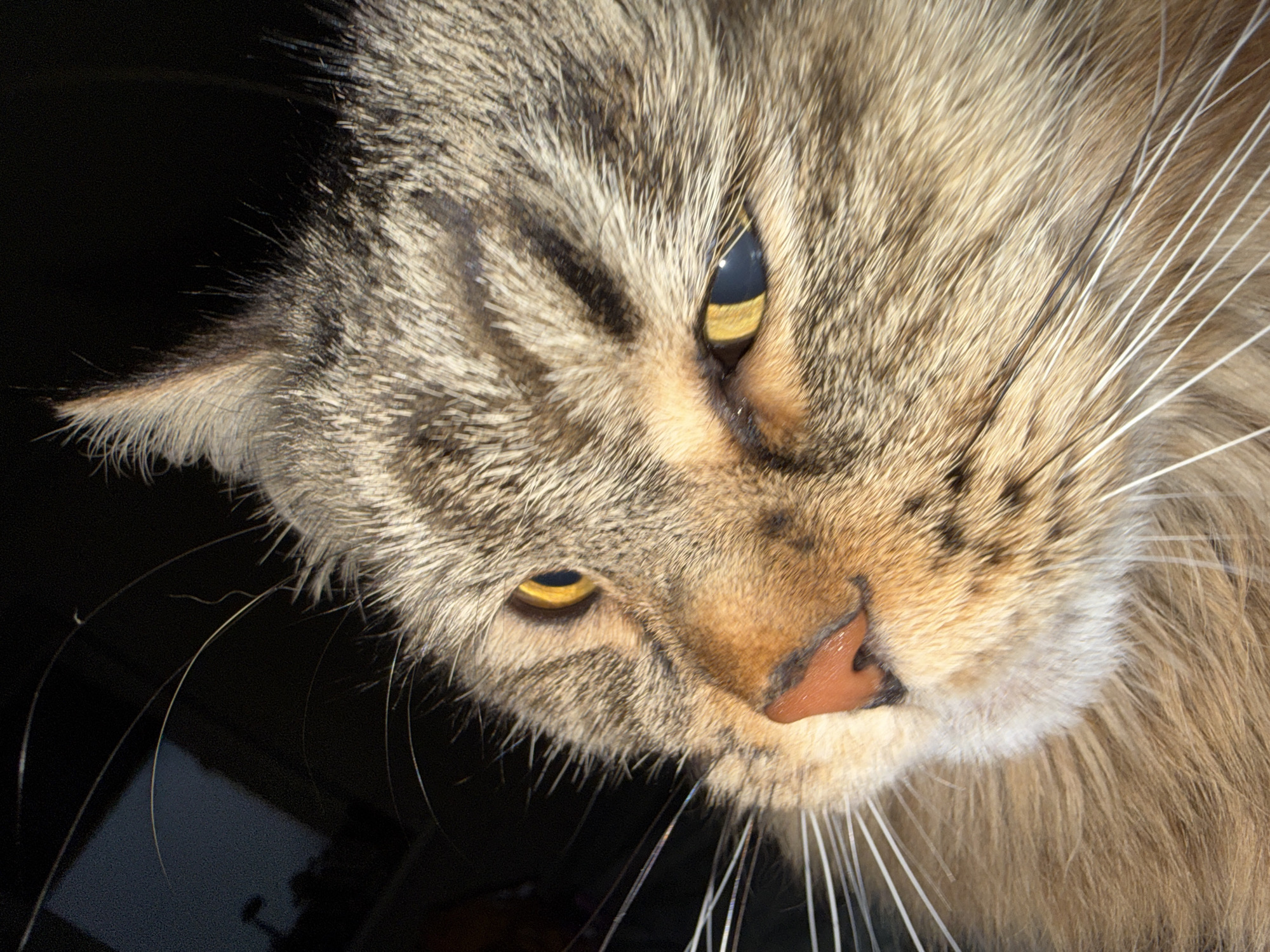 A close-up image shows the head of a tabby cat. The cat's fur is a mix of brown, tan, and gray. It has yellow eyes. The cat's nose is pink and slightly wet. Long white whiskers extend from its muzzle. The background is dark and blurry, with a hint of a reflective surface visible. The location is not discernible from the image. No people, actions, or interactions are visible.