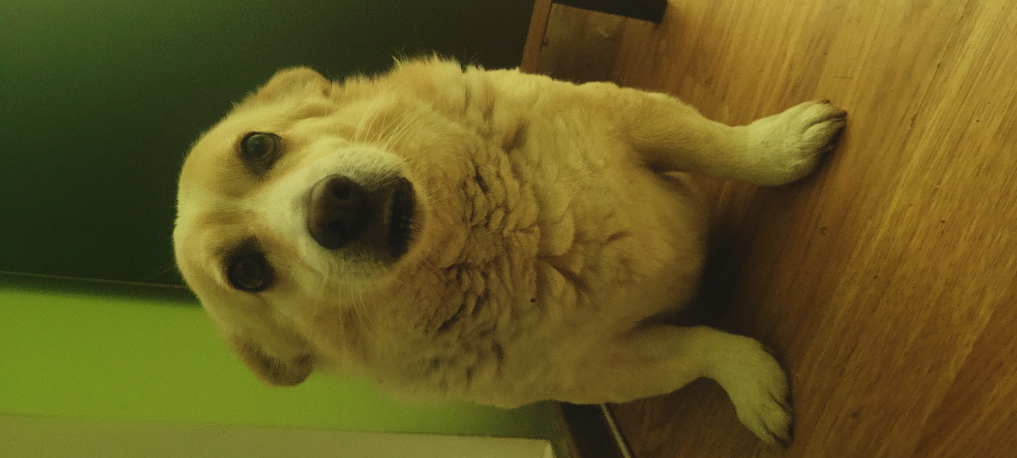 A cream-colored dog with dark eyes and a dark nose is sitting on a wooden floor. The dog is facing the camera, with its front paws extended forward. The background is a green wall, with a dark green vertical line on the right side. The lighting is dim, casting a yellowish hue over the scene. The image appears to be taken indoors, likely in a residential setting.