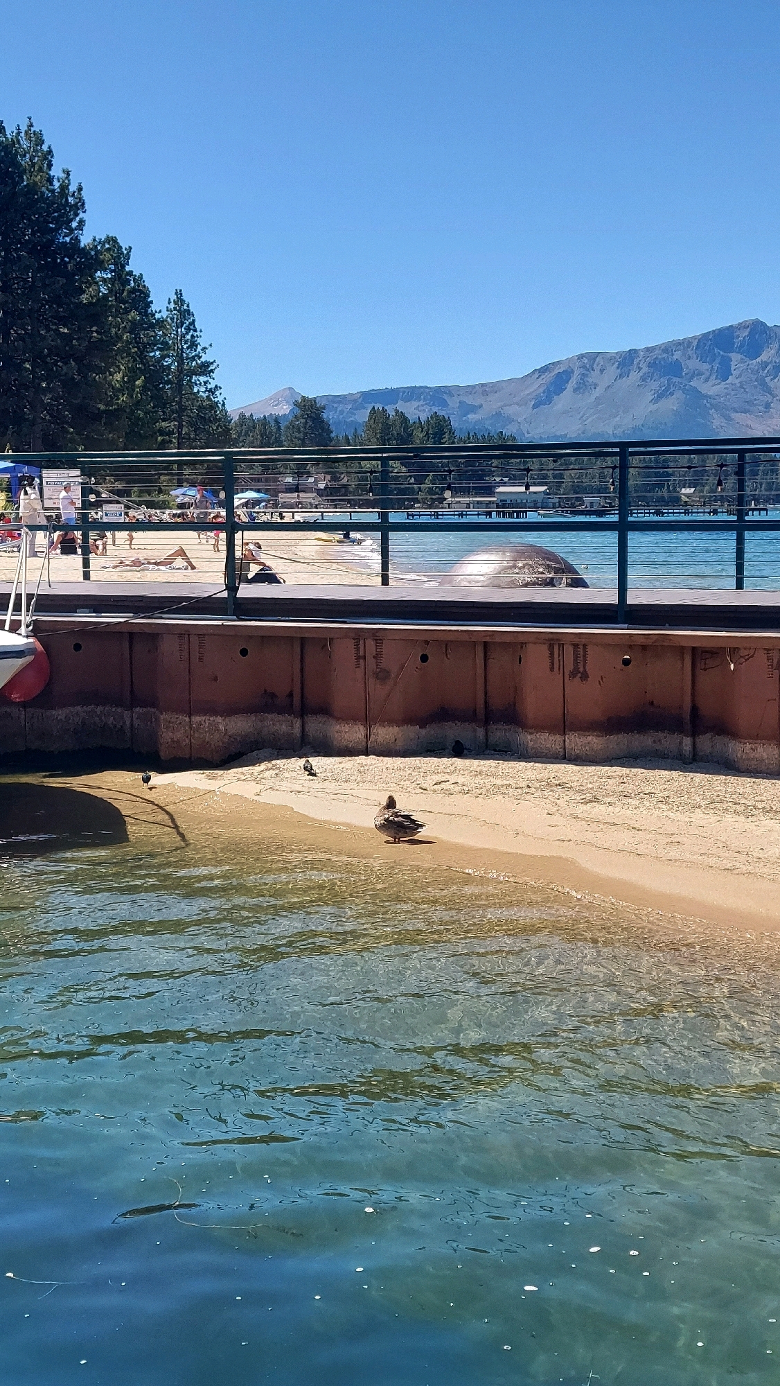 The image captures a sunny day at a waterfront location, likely in South Lake Tahoe, USA, given the presence of mountains and a clear blue sky. In the foreground, the clear, rippling water of a lake is visible. A small sandy beach area slopes down to the water, where a mallard duck is standing. Two smaller birds are also present on the sand. A dark, curved object, possibly a boat hull or part of a dock structure, casts a shadow on the sand and water.
A wooden seawall separates the beach from an elevated boardwalk or pier. The pier features a metal railing and a sandy area populated by people sunbathing, lounging under umbrellas, and walking. Beyond the pier, the deep blue water of the lake extends towards a distant shoreline lined with trees and buildings. Majestic mountains, some with snow-capped peaks, dominate the background under a cloudless sky. The overall scene depicts a leisurely summer day at a popular recreational spot.