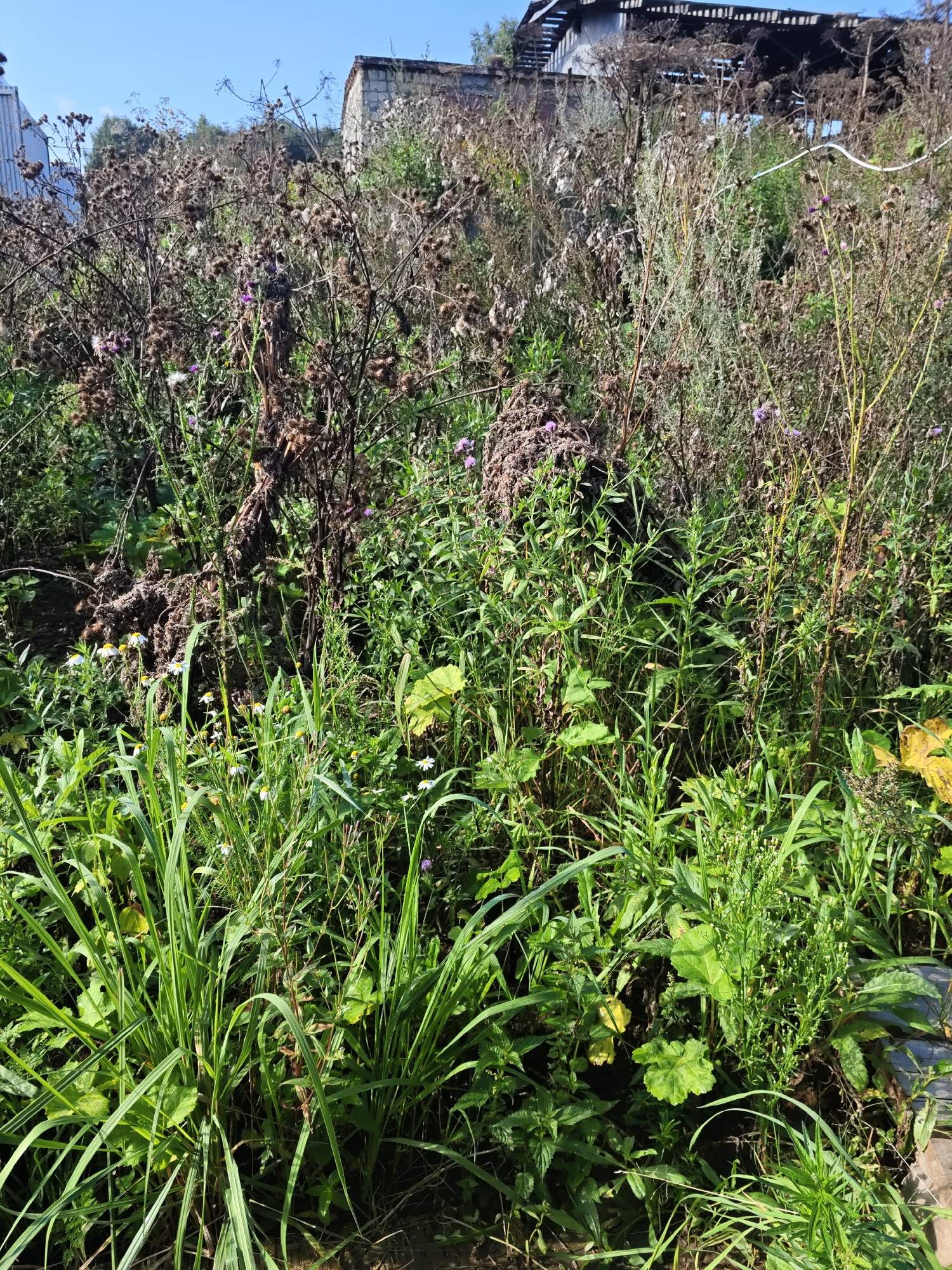 The image captures an overgrown garden with a variety of wild vegetation, including tall grasses, thorny plants with seed heads, and some small white and purple flowers. In the background, there are remnants of structures, possibly abandoned buildings or sheds, constructed from concrete blocks and weathered wood, suggesting a rural or semi-urban setting. The sky is clear and blue. The scene appears to be located in Platoskino, Russia, given the context provided. There are no people or animals visible in the frame. The overall impression is one of neglect and natural overgrowth.