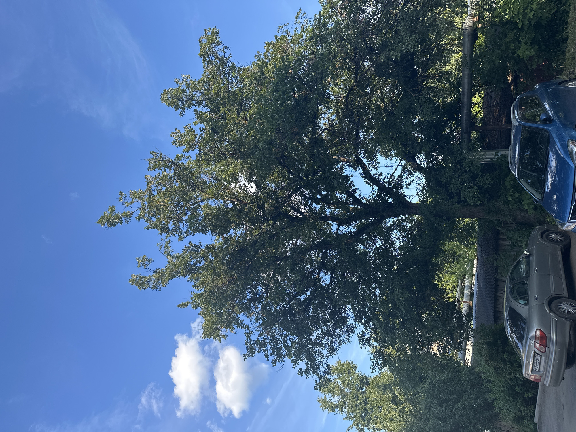 In the city of Lyudinovo, Russia, a full-frame outdoor vertical shot captures a view of two parked cars beneath a large, mature tree with dense foliage. The sky above is a vibrant blue, dotted with sparse white clouds. On the left side of the image, a silver sedan is parked, its license plate reading "K 560PX 40". To its right, a blue SUV is partially visible. The background reveals a wooden fence and what appear to be industrial pipes running horizontally above a low-lying structure, suggesting an urban or semi-industrial setting. The overall scene depicts a typical day with parked vehicles and natural elements.