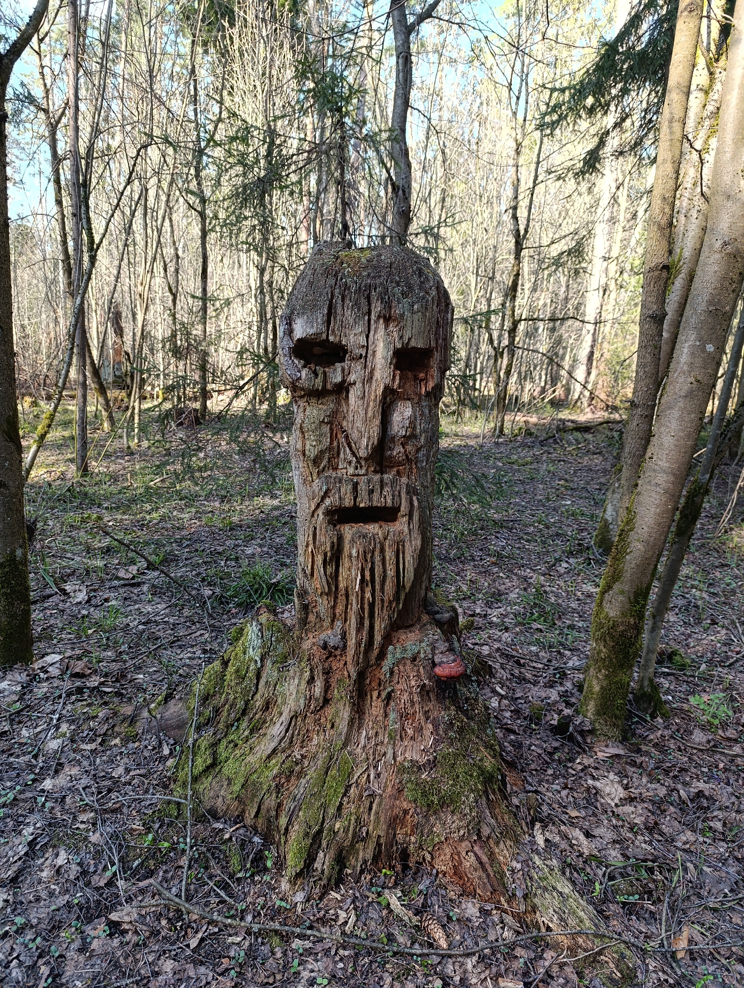 The image depicts a carved wooden face on a tree stump in a forest setting. The stump is covered in moss at the base and has a reddish fungus growing on the side. The face is weathered and appears to be of a human or humanoid figure with hollowed-out eyes, a nose, and a beard-like feature. The ground around the stump is covered in fallen leaves, twigs, and small plants. The background consists of trees, many bare, with a clear sky visible through the branches. The location is within an urban or suburban area.