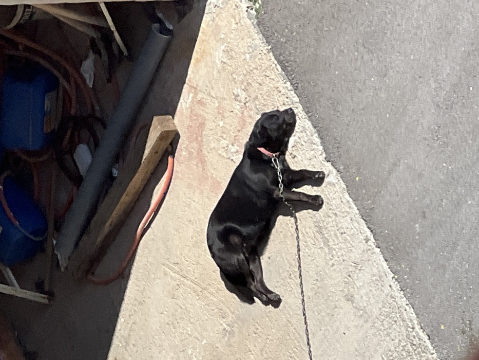 At a location in Budva, Montenegro, a black dog, wearing a pink collar and a metal chain leash, stands on a sunlit concrete surface. The dog's body is elongated with its head lowered, suggesting a resting posture. The concrete ground is bisected by a sharp shadow line. In the shadowed background, various objects are present, including multiple blue cylindrical containers, a wooden beam, a grey pipe, and an orange hose, indicating a storage or work area. No human subjects are visible.