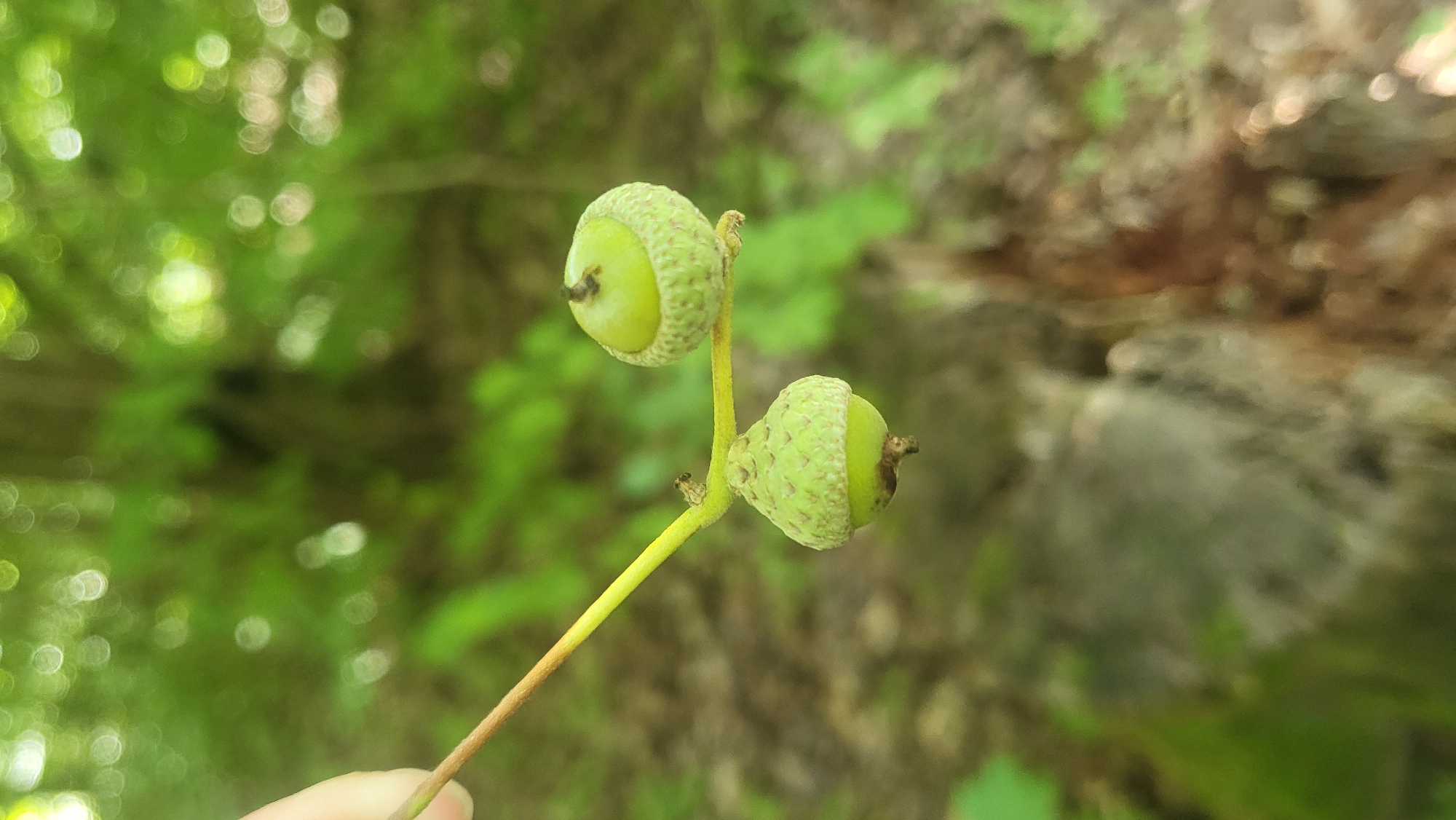 The image is a close-up, outdoor, eye-level shot of two green acorns on a branch against a blurred background of green foliage and dappled sunlight. The acorns are smooth and rounded, with one acorn at the bottom of the frame appearing slightly larger and more elongated than the one at the top. The branch is thin and yellowish-green. The overall impression is of a natural setting, possibly a park or forest. There is no indication of the city of Novocheboksarsk, Russia, within the image itself.