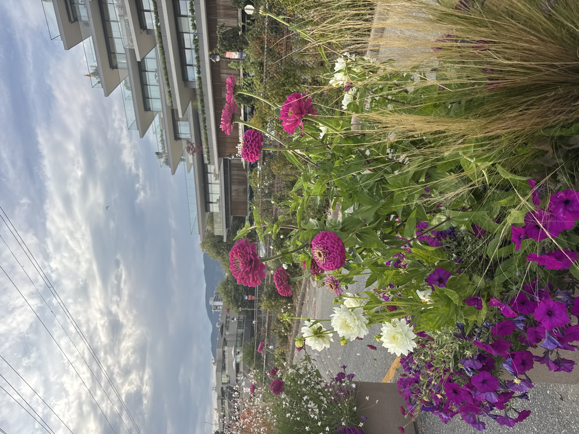 In West Vancouver, Canada, a foreground view shows a vibrant planter filled with various flowers. Prominently featured are large, fuchsia-colored zinnias with intricate petal formations, interspersed with fluffy white dahlias. Cascading purple petunias spill over the edge of the planter, creating a rich tapestry of color. Delicate white flowers with small petals are also visible, adding to the floral display. Behind the planter, a modern, multi-story building with a unique terraced design dominates the background. The building features numerous balconies with glass railings, and its facade is characterized by clean lines and horizontal elements. A network of overhead power lines stretches across the sky, which is partly cloudy with dramatic, textured clouds. The overall scene captures a blend of urban architecture and natural beauty, with the lush floral arrangement softening the man-made structures and the natural landscape beyond, including distant hills.