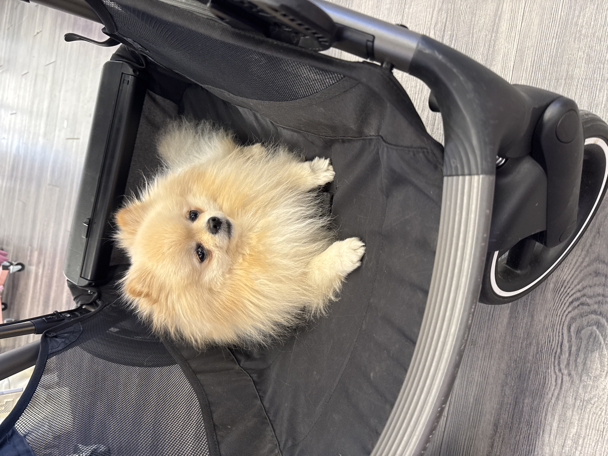 An overhead, close-up shot features a fluffy, light-colored Pomeranian dog resting comfortably inside a black pet stroller or carrier. The dog, with its cream and light brown fur, black eyes, and small black nose, looks directly up at the camera with a calm and slightly curious expression. Its small paws are visible, resting on the black fabric lining.
The carrier is predominantly black, constructed with both solid fabric and sections of black mesh material, suggesting features for ventilation or storage. The frame of the stroller consists of dark grey metallic tubes and black plastic elements, with a handle visible on the right side. A partial view of a black wheel with a distinct white rim can be seen towards the bottom right.
The background shows a light grey or light brown wooden or laminate floor with visible grain, indicating an indoor setting, likely in Markgröningen, Germany. The lighting is even and bright, characteristic of an indoor environment, without any clues for the time of day. There is no visible text in the image. The scene conveys a sense of a pet being safely and comfortably transported.