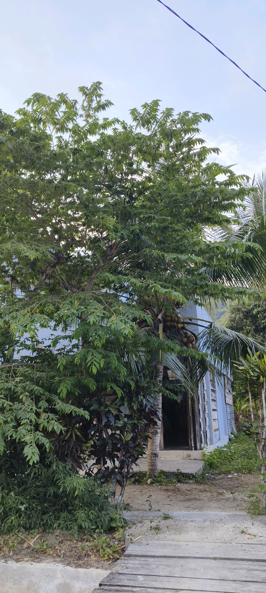 The image shows a house in Waisai, Indonesia. The house is light blue and made of wood. It is surrounded by trees and vegetation, including a coconut tree with coconuts. A wooden pathway leads to the entrance of the house. The sky is partly cloudy. There are no people visible in the image.