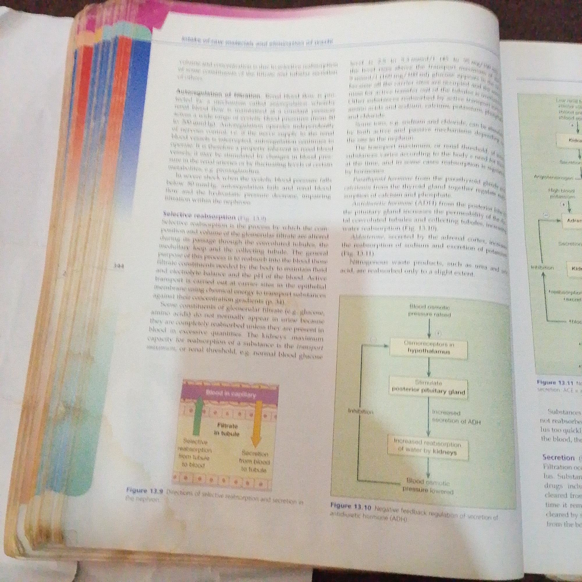 The image displays two diagrams and accompanying text from a biology textbook. The text discusses the kidney's role in selective reabsorption and secretion. One diagram, labeled "Figure 13.9 Directions of selective reabsorption and secretion in the nephron," illustrates the movement of substances between the blood in capillaries and the filtrate in the tubule. The other diagram, labeled "Figure 13.10 Negative feedback regulation of secretion of antidiuretic hormone (ADH)," depicts a feedback loop involving blood osmotic pressure, the hypothalamus, and the posterior pituitary gland. The diagrams are in color, with green and yellow arrows indicating the direction of movement. The text is in English. There is no discernible connection to Jalingo, Nigeria, or any urban setting. The image is a close-up of an open book, with the binding and pages clearly visible.
