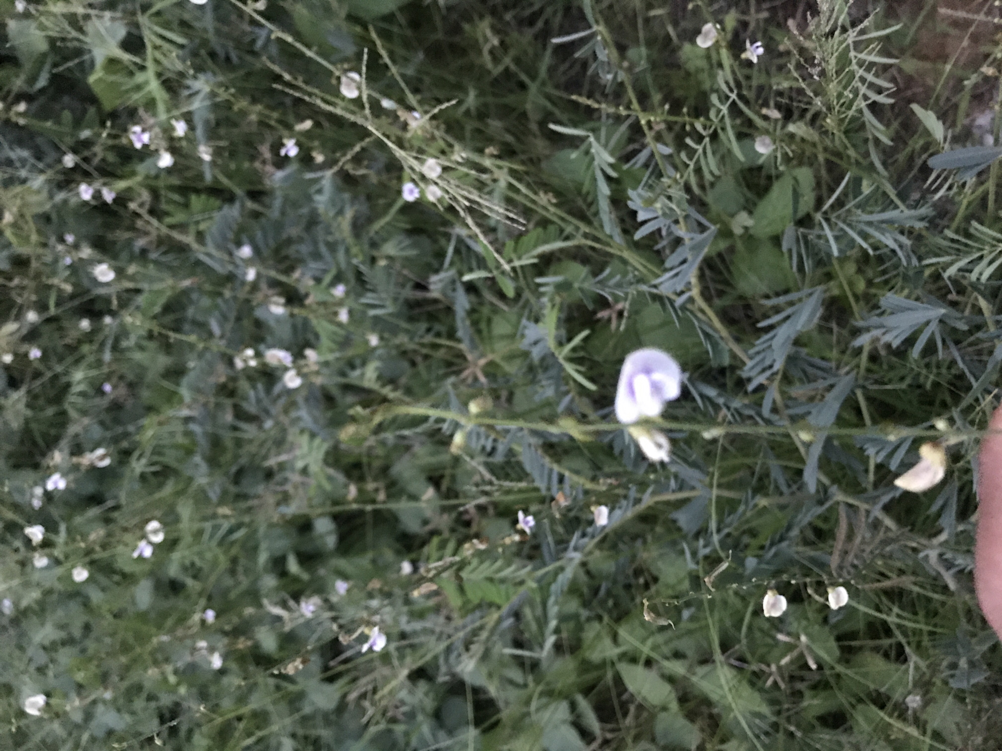 The image presents a close-up view of vegetation. Numerous plants with delicate, pinnate leaves are visible, interspersed with patches of broader, rounded leaves. Several small, white or pale purple flowers are scattered throughout the scene, along with dried seed pods on the stems. The overall impression is of a dense ground cover. A human finger is visible on the right side of the image. The setting is purported to be Lhokseumawe, Indonesia.