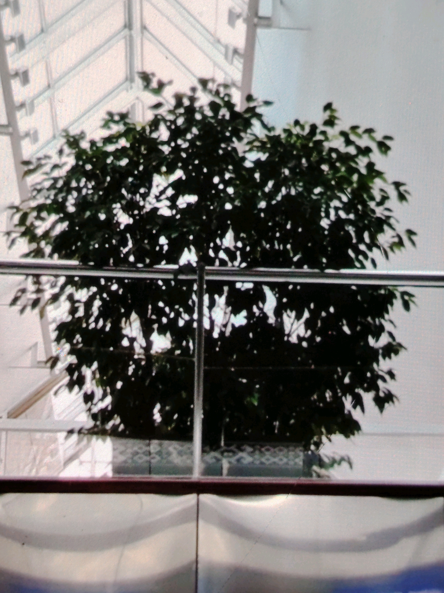 The image shows a large, dark green leafy plant in a decorative pot, positioned behind a horizontal metal railing. The plant is centrally located and fills a significant portion of the frame. Behind the plant, a glass-paned ceiling or skylight is visible, with geometric white framing structures. The overall environment appears to be an indoor space with natural light filtering through the ceiling. There are no people visible in the image. The image is a photograph taken with a slightly blurry quality, suggesting it may have been taken at a distance or with a low-resolution camera.