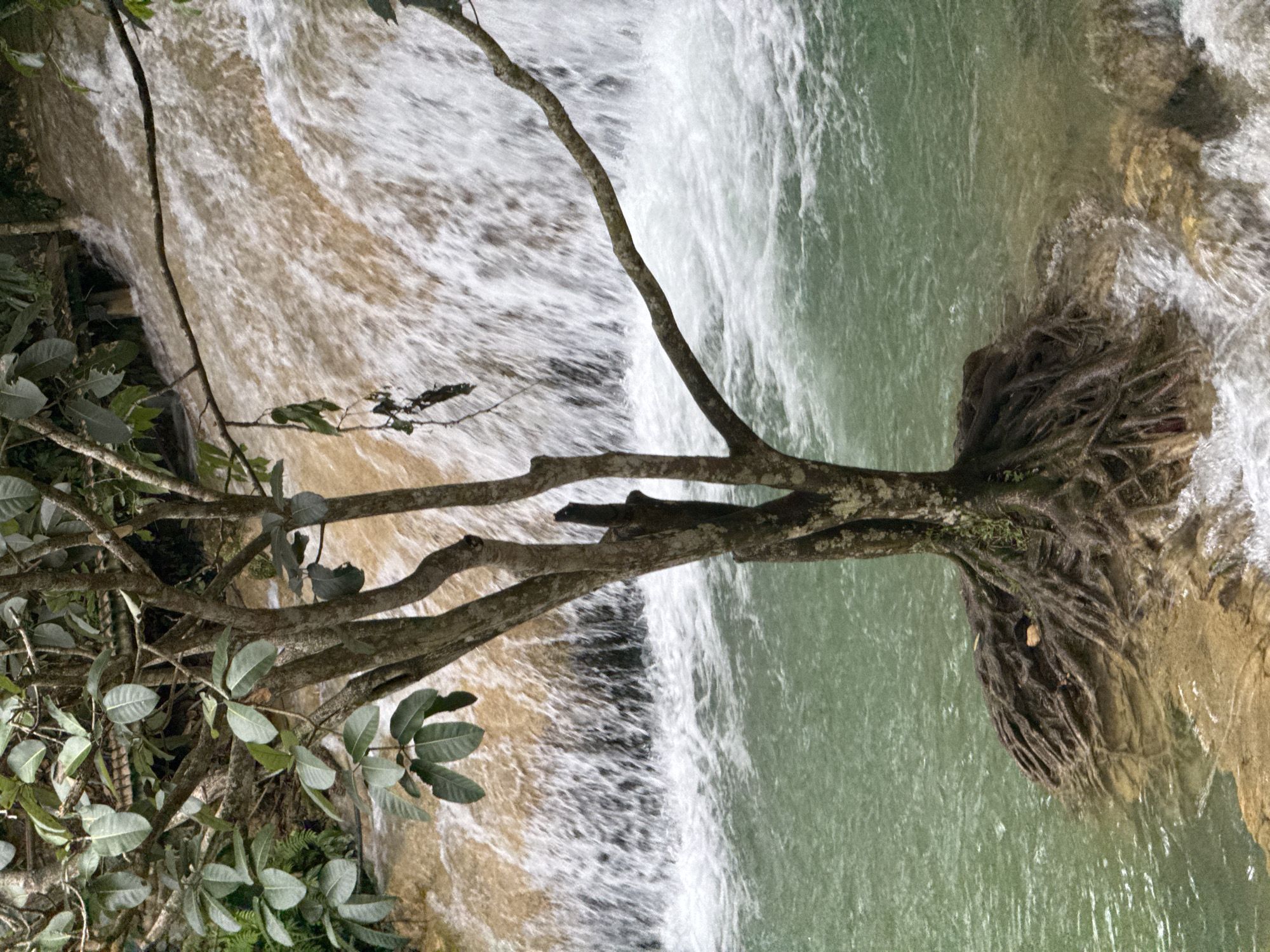 This is a medium shot, eye-level photograph of a tree with exposed roots growing in a body of water. The tree is positioned in the foreground, to the left of center, with its trunk splitting into several branches. The exposed roots are intertwined and spread out, anchoring the tree to a submerged rock. The water is a vibrant turquoise and appears to be flowing. In the background, a waterfall cascades down a rocky incline. The water from the waterfall is a muddy brown color, creating a stark contrast with the clear turquoise water in the foreground. The overall environment suggests a natural, tropical setting. The image does not contain any people or discernable human activity.
