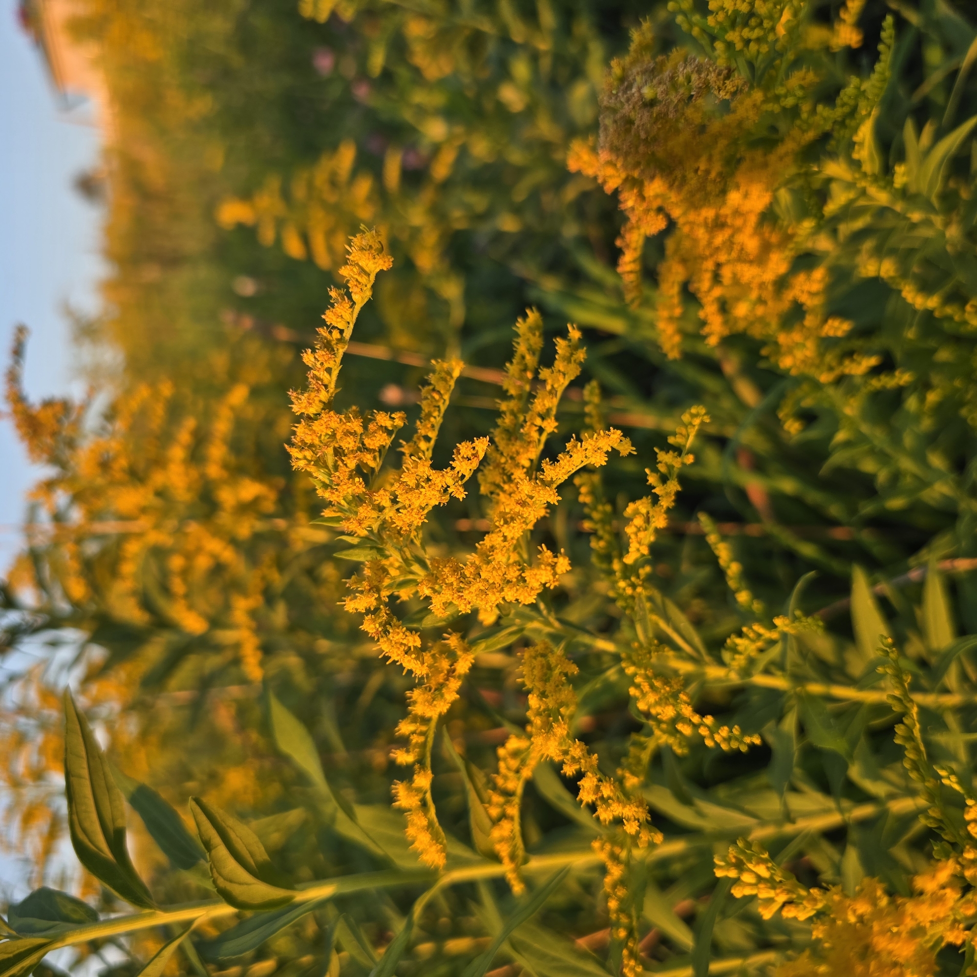 An outdoor, close-up, eye-level, horizontal shot captures a patch of bright yellow goldenrod flowers and green leaves bathed in the warm glow of sunset light. The foreground is dominated by the yellow flower clusters and elongated green leaves, with the subjects slightly out of focus and appearing soft. The background is a blurred expanse of more goldenrod and foliage, with a hint of a light-colored building and a pale blue sky at the top right. The scene appears to be a field or meadow, possibly in the city of Belokurikha, Russia, given the context. There are no people or discernible actions taking place. The lighting suggests it is late afternoon or early evening.