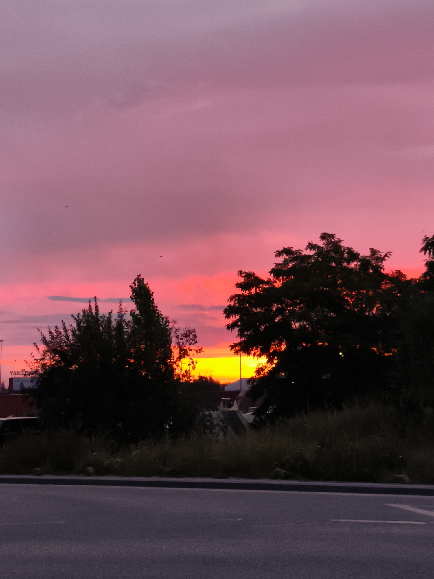 The image shows a vibrant sunset with hues of pink and orange dominating the sky. Silhouetted against the colorful sky are several trees with dense foliage. In the background, there are hints of buildings and a street, suggesting an urban or suburban setting. The foreground consists of an asphalt road with a curb, indicating it's a street view. The lighting suggests it is either dawn or dusk. The image does not contain enough detail to definitively determine the location within Gdańsk, Poland. There are no visible people or specific actions depicted.