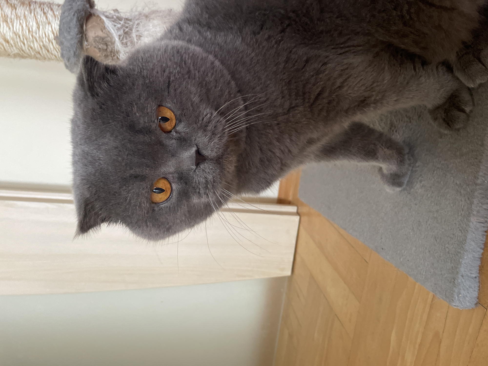 An indoor, eye-level shot captures a medium, close-up view of a gray Scottish Fold cat with bright orange eyes. The cat is seated on a gray mat, with its front paws visible and tucked slightly beneath it. The background consists of a light-colored wall and a wooden floor, with a portion of a scratching post visible on the right side of the frame. The cat's head is tilted slightly, and it appears to be looking directly at the camera.