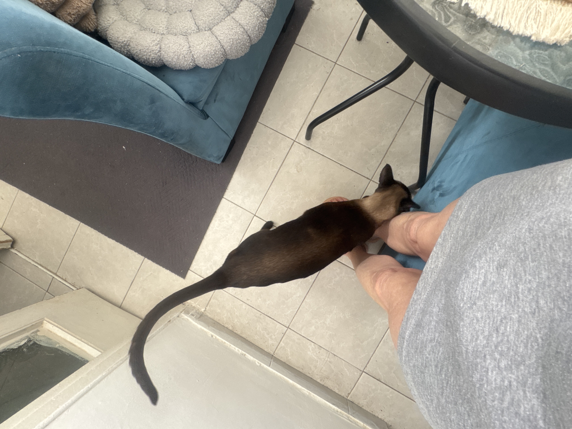 A high-angle shot depicts a Siamese cat near a person's legs, indoors in a room with tiled flooring. The cat is mostly dark brown with lighter brown points, and its tail stretches diagonally across the lower left of the frame toward the lower edge. The person's legs are visible, covered in grey clothing. To the left, a blue sofa with a gray pillow on top sits on a brown rug. The leg of a dark-colored table is seen on the right. The location is likely in Ramat Gan, Israel. A window is visible in the lower left corner. The cat is next to the person’s feet.