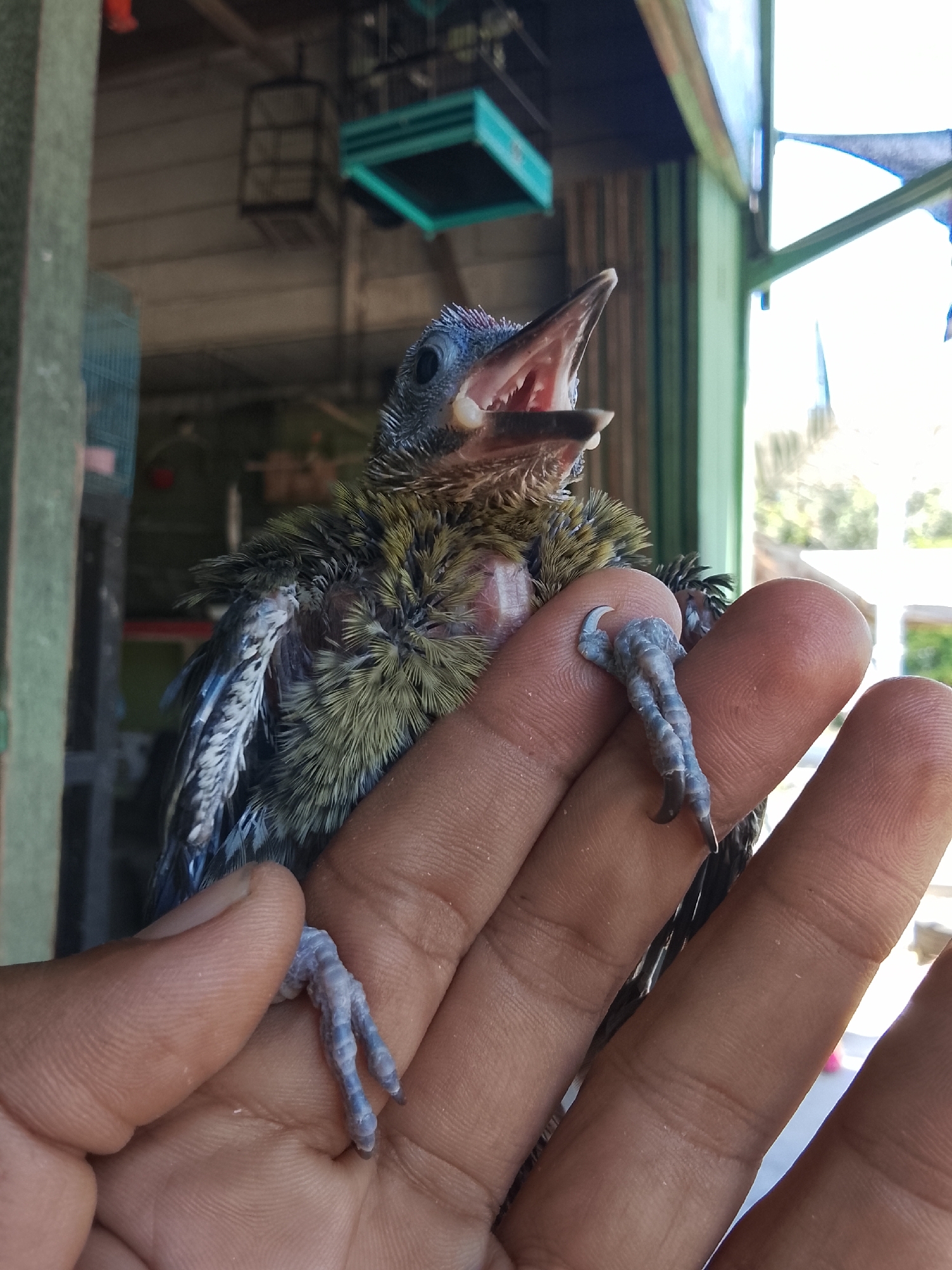 A young bird with yellow and grey downy feathers sits on a hand. The bird's mouth is open, revealing a pink interior and sharp teeth. Its feet are visible, with two toes gripping the skin of the hand and two toes extending outwards. In the background, there are several birdcages, some with bright teal roofs. The scene appears to be outdoors, possibly on a porch or near a building, with natural light filtering in. The location is Kuta Trieng, Indonesia.