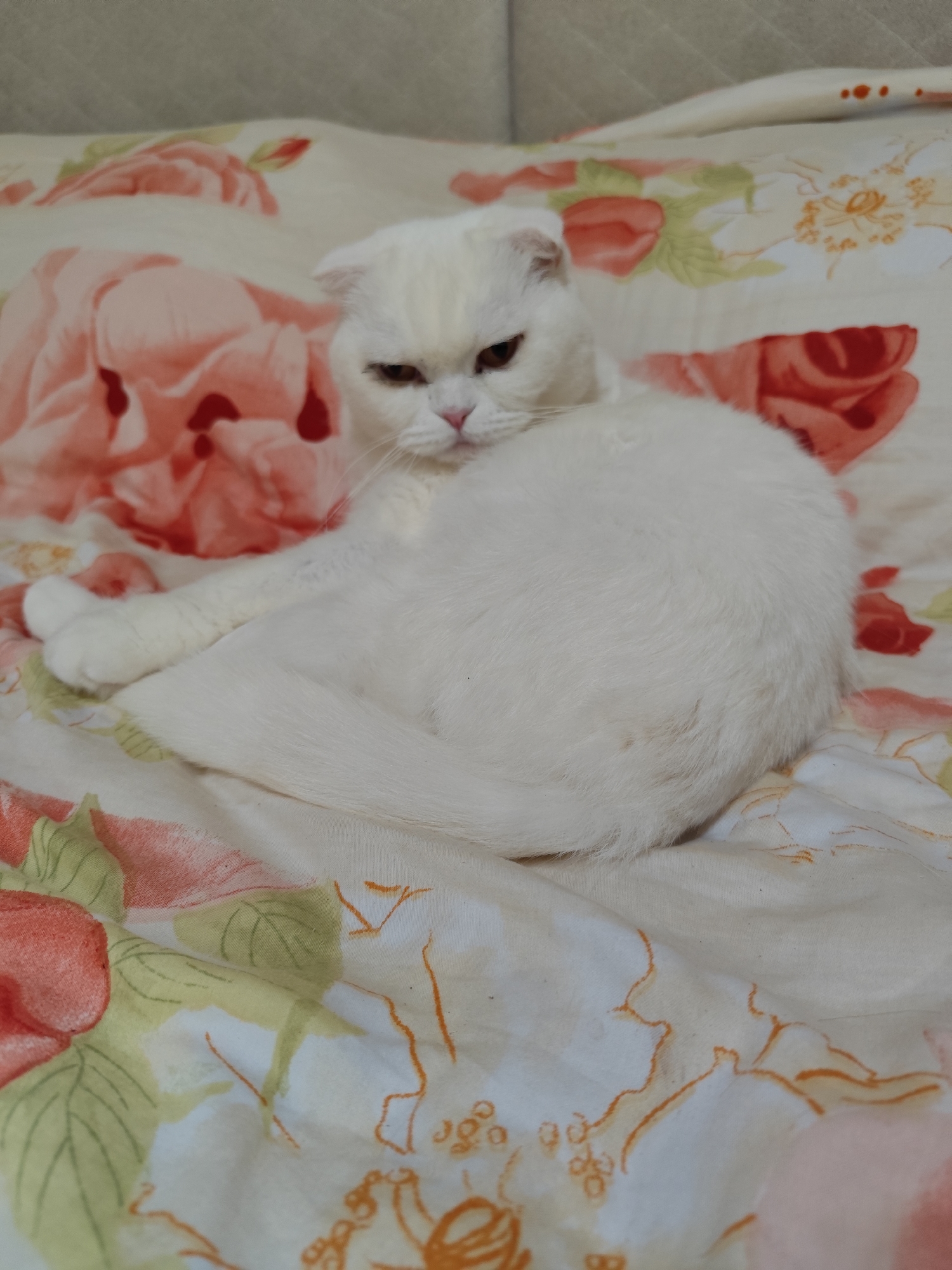 A white cat is lying on a floral patterned bedspread. The cat has folded ears. The bedspread has pink, red, green, and orange flowers. The location is Unknown, Unknown.