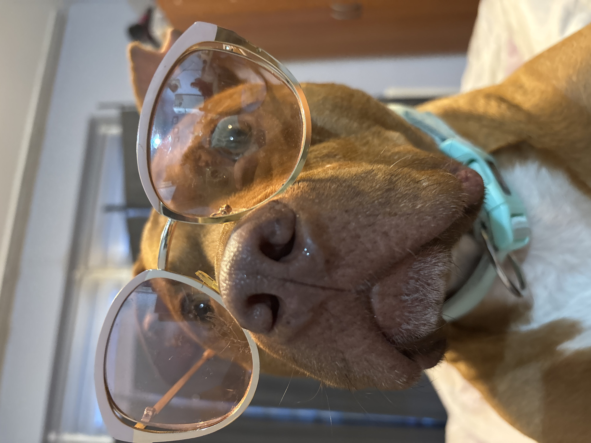 A close-up, low-angle photograph captures the face of a brown-furred dog, likely a Pitbull or similar breed, wearing stylish sunglasses. The dog's prominent, dark brown nose and muzzle are central to the composition. It is adorned with light-framed, possibly beige or light pink, sunglasses featuring gold metallic accents and brownish-tinted lenses that reflect faint indoor light and shapes. Through the right lens, a portion of the dog's greenish-brown eye is visible. Around the dog's neck, a light blue collar with a silver ring is visible. The dog appears calm and observant, potentially resting or posing for the camera. The background is softly blurred, suggesting an indoor setting such as a home, with indistinct shapes of furniture or walls. The image evokes a playful and humorous mood. There are no specific location cues within the photo itself, but the context provided places the scene in Sofia, Bulgaria. No text is visible in the image.