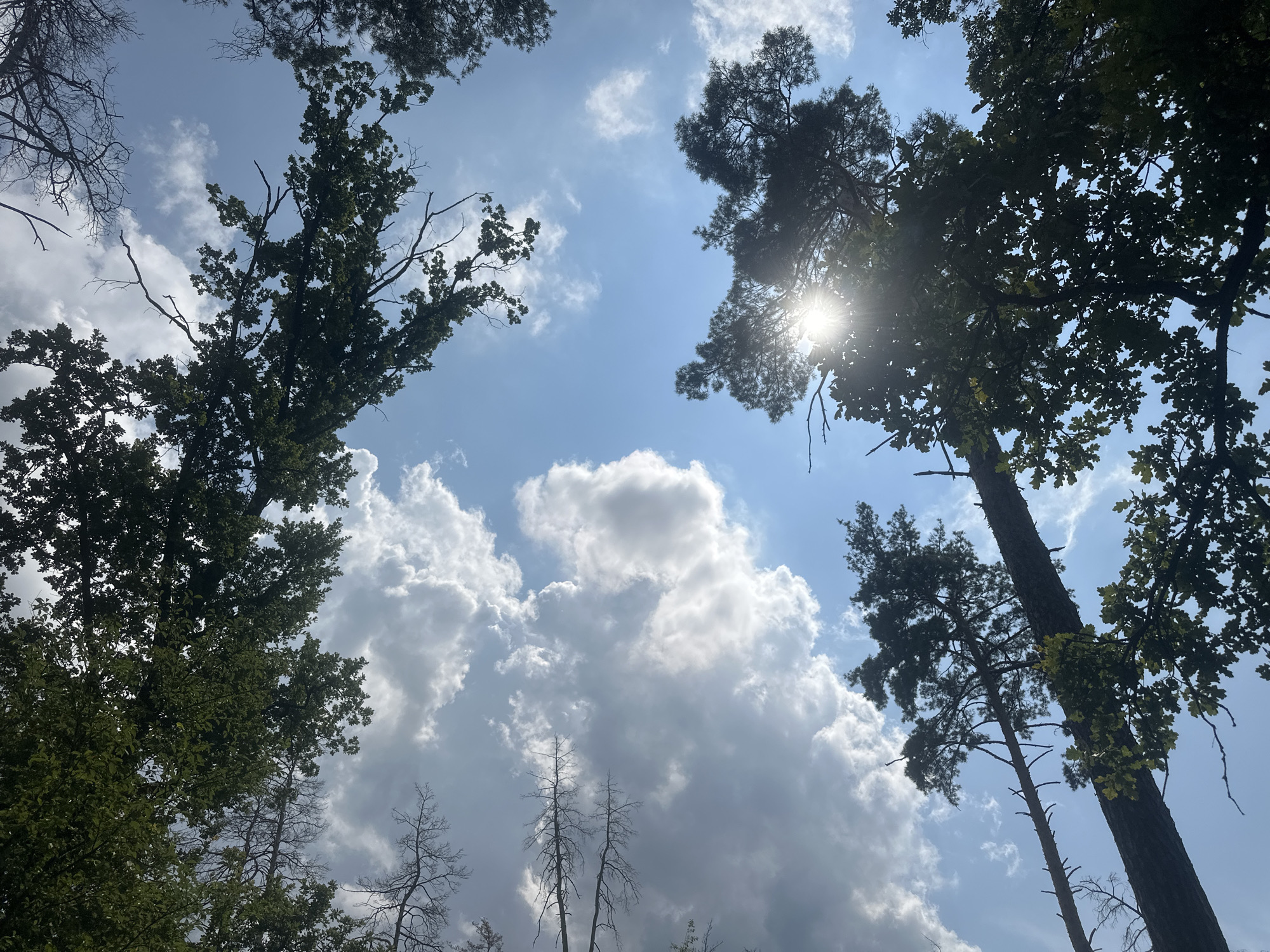A low-angle, wide shot captures a view looking up through the canopy of trees towards a bright, blue sky filled with dramatic, white cumulus clouds. The sun is partially obscured by the branches of a tall pine tree on the right, casting a bright flare and rays of light into the frame. Various trees, some with dark green foliage and others appearing bare and skeletal, frame the sky from the edges of the image. The overall impression is one of a bright, sunny day in a wooded area, with the sky being a dominant feature.
