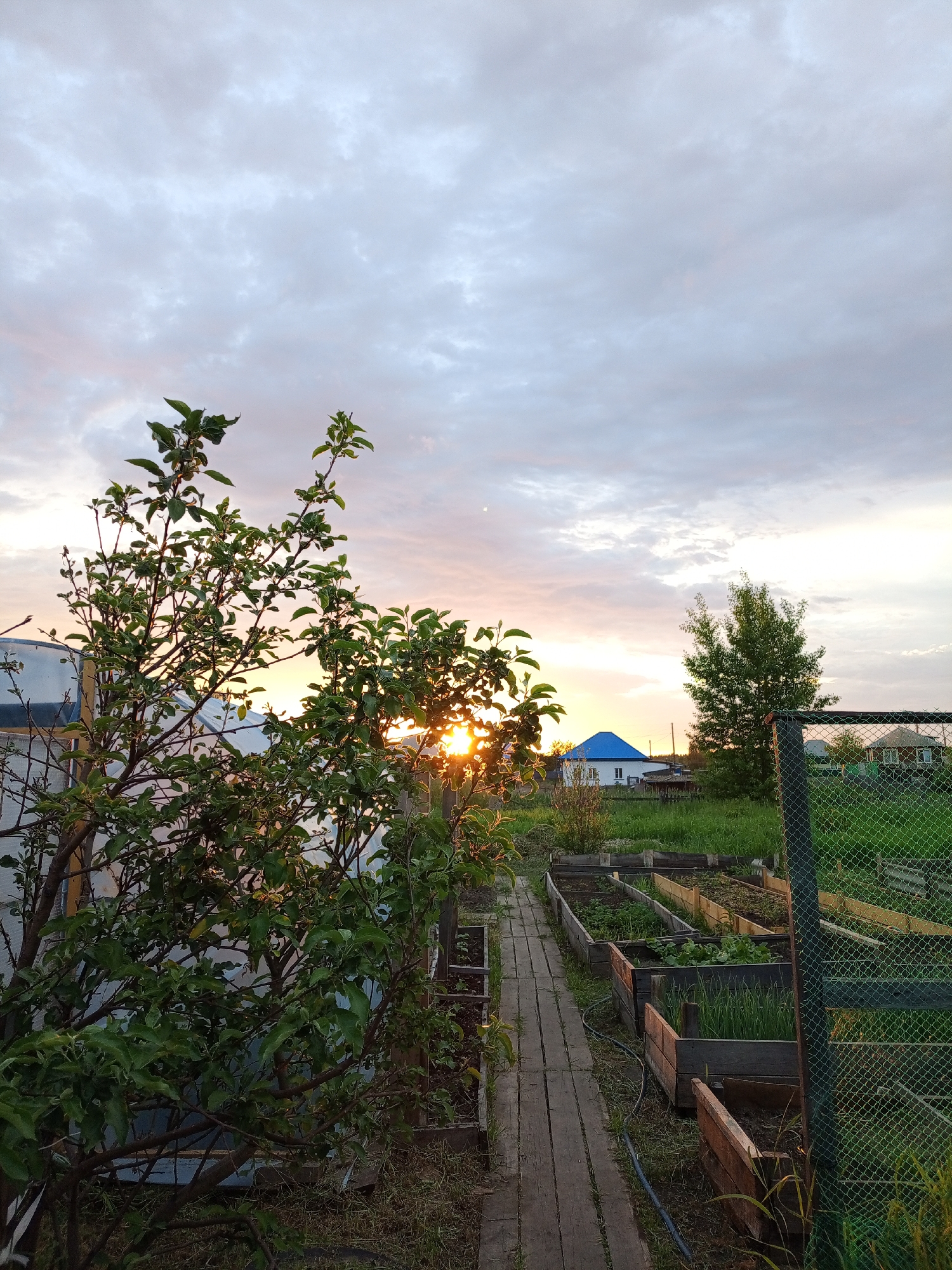 The image depicts a garden scene at dusk in Pankrushikha, Russia. In the foreground, a lush green tree with visible branches and leaves is positioned on the left. To its right, a wooden pathway leads into the distance, bordered by raised garden beds filled with various plants, including what appear to be green onions and other vegetables. Beyond the garden beds, a green metal fence is visible on the right side of the frame. In the background, several houses with pitched roofs, one with a distinctive blue roof, are nestled amongst trees and greenery under a cloudy sky transitioning to sunset hues of orange and pink. The sun's rays are peeking through the tree branches, casting a warm glow on the scene. The overall environment suggests a rural or suburban setting at the end of the day. There are no people or animals visible in the image.