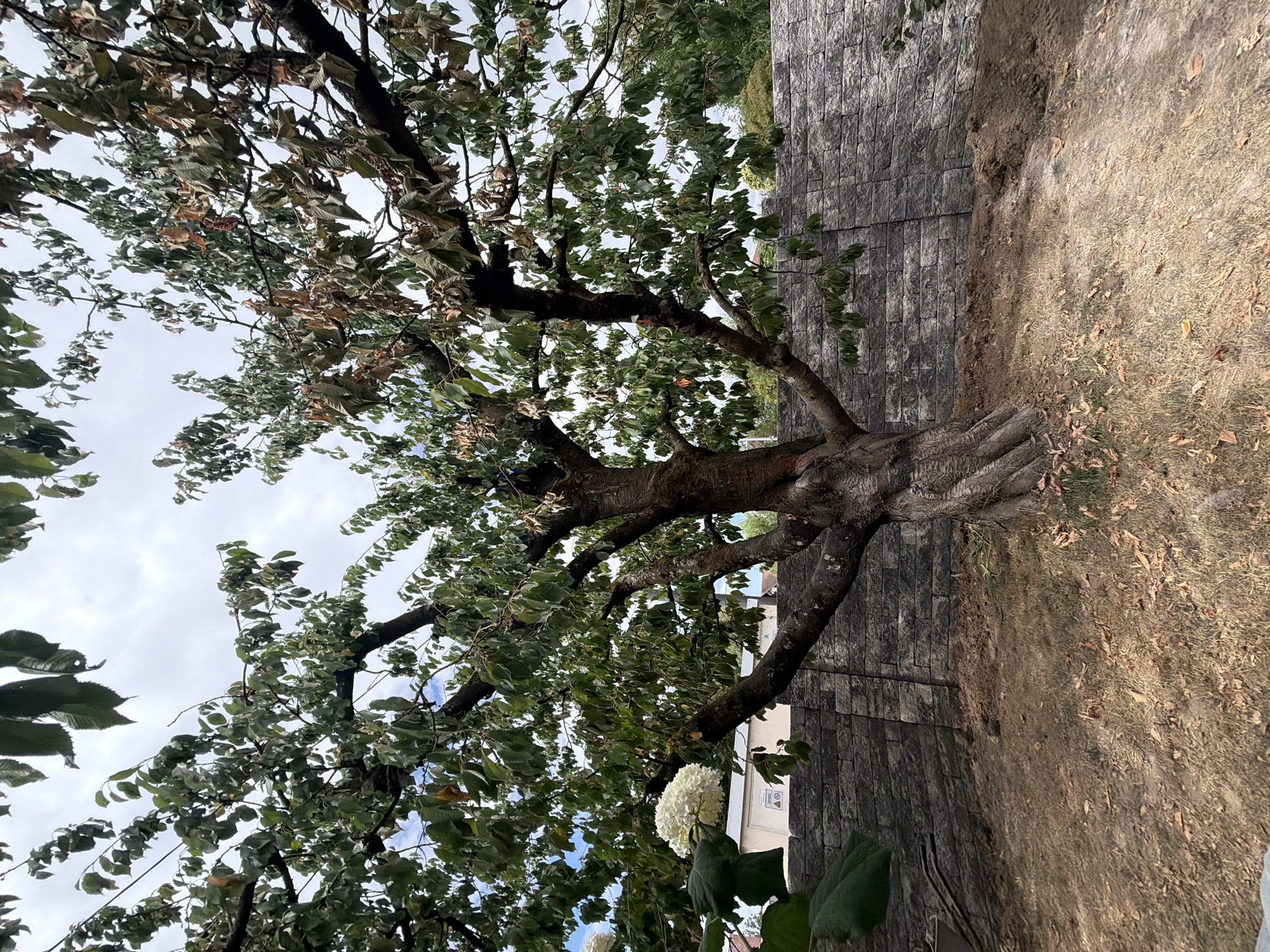A large, mature cherry tree with a gnarled, twisted trunk stands in the foreground, its branches spread wide under a cloudy sky. The leaves on the tree are a mix of green and brown, with some appearing dried and brittle, suggesting it may be late summer or early autumn.
Behind the tree, a grey, textured stone wall forms a backdrop. The wall is constructed of rectangular blocks laid in a staggered pattern. To the left of the tree, a large white flower cluster, possibly a hydrangea, is partially visible.
The ground in front of the wall and tree is covered in dry, brown grass and scattered fallen leaves. There is a patch of disturbed soil near the base of the tree and the wall, possibly indicating recent work or digging. In the background, glimpses of buildings and other greenery can be seen beyond the wall. The overall impression is of a garden or backyard setting in Meißenheim, Germany, with a prominent, aged tree as the central focus.