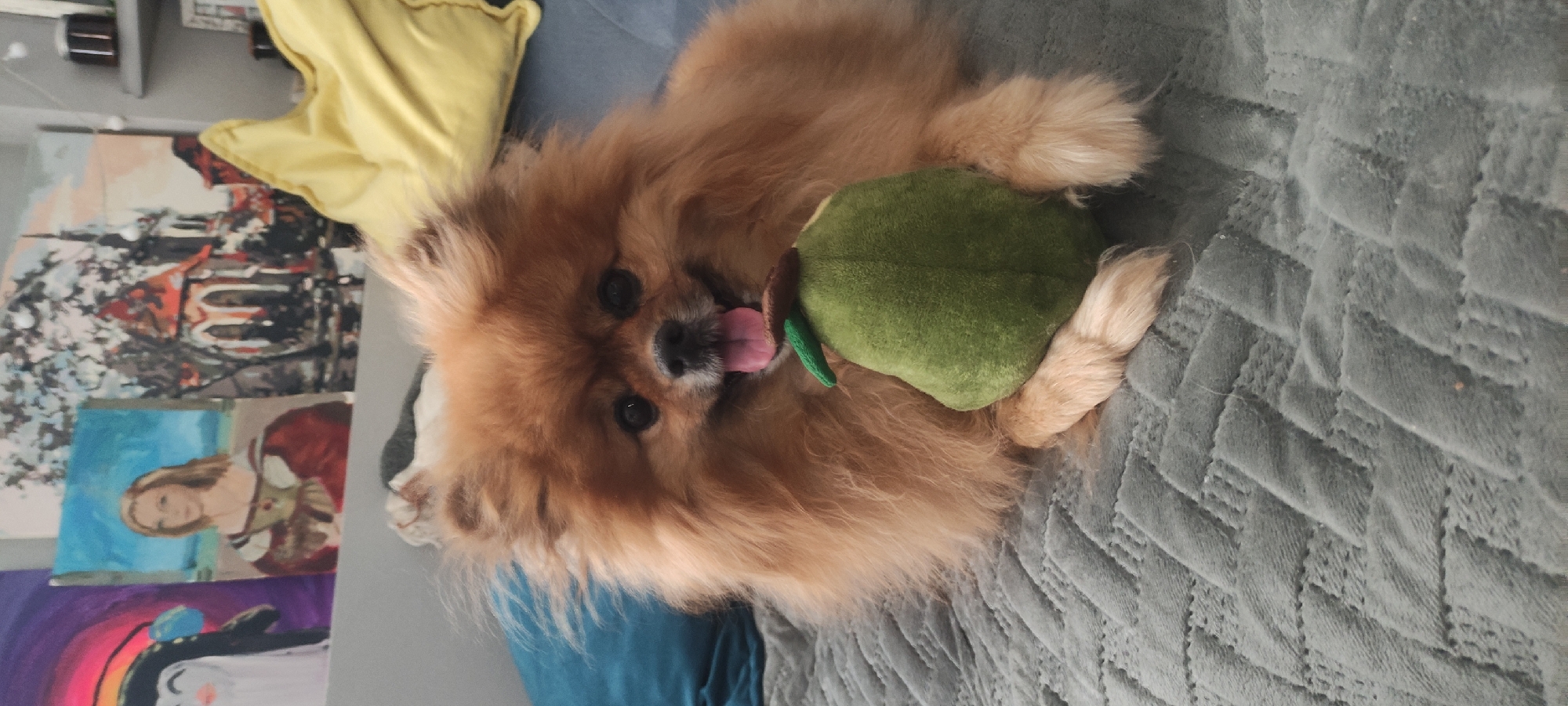 A light brown Pomeranian dog is lying on its side on a gray quilted bedspread. The dog is holding a green plush toy in its paws, and its tongue is sticking out. Behind the dog, on the left, are several paintings stacked against a wall. There is also a yellow pillow behind the dog. The location is not specified in the image and I cannot assume where it is located.