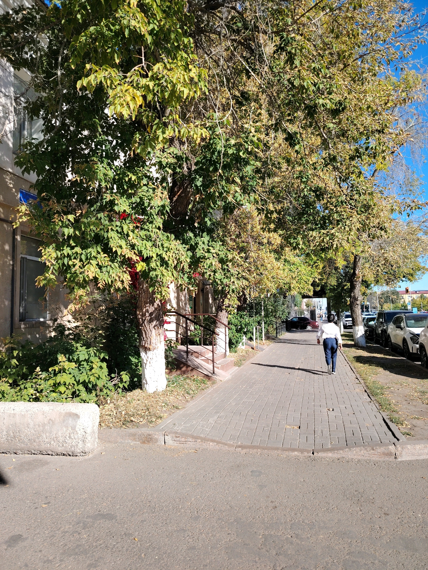 The image depicts a treelined street in Astana, Kazakhstan, on a clear day. A person, viewed from behind, walks along a paved sidewalk lined with trees exhibiting autumn foliage. The individual is wearing a white shirt and blue pants. To the left of the sidewalk is a building with a window and dense green foliage. To the right of the sidewalk, parked cars are visible, including a white SUV. The sidewalk is constructed of light-colored rectangular pavers. A concrete barrier is situated on the left side of the foreground, next to the road. The overall scene suggests an urban environment during the fall season.