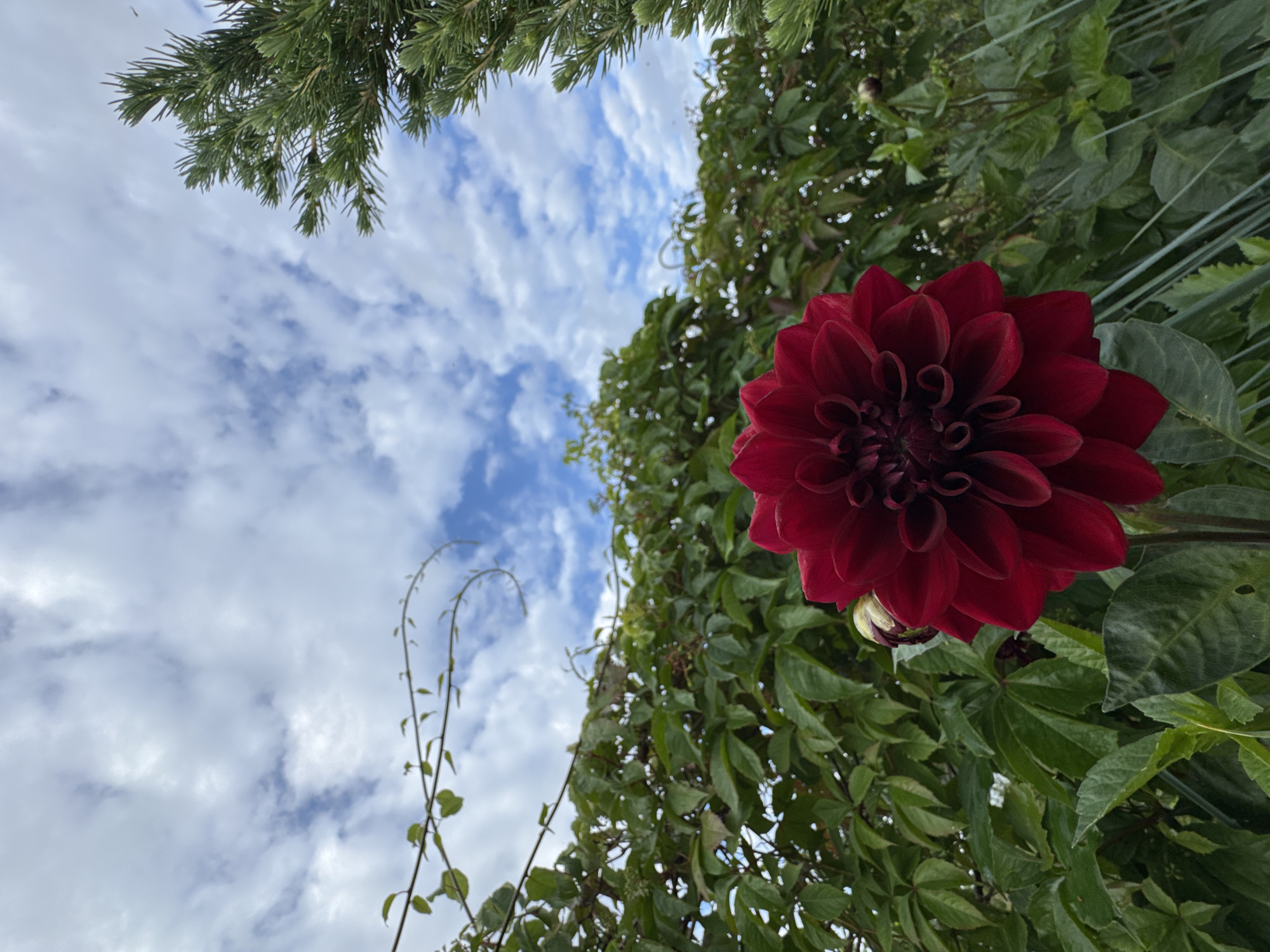 A close-up, low-angle outdoor shot captures a deep red dahlia in bloom against a backdrop of lush green foliage and a cloudy blue sky. The flower, with its densely packed, spiraling petals, is positioned in the lower center of the frame, its vibrant color drawing immediate attention. To the left, thin, winding vines weave through the upper portion of the frame, contrasting with the dense greenery. A coniferous branch enters from the upper right, its needles sharp and dark. The background consists of a wall of vibrant green leaves, creating a natural, somewhat wild setting. The sky above is a dynamic expanse of blue dotted with fluffy white clouds, suggesting an overcast day. There are no people or animals visible in the image. The scene appears to be in a garden or natural setting, possibly in Sitno, Russia, given the context.