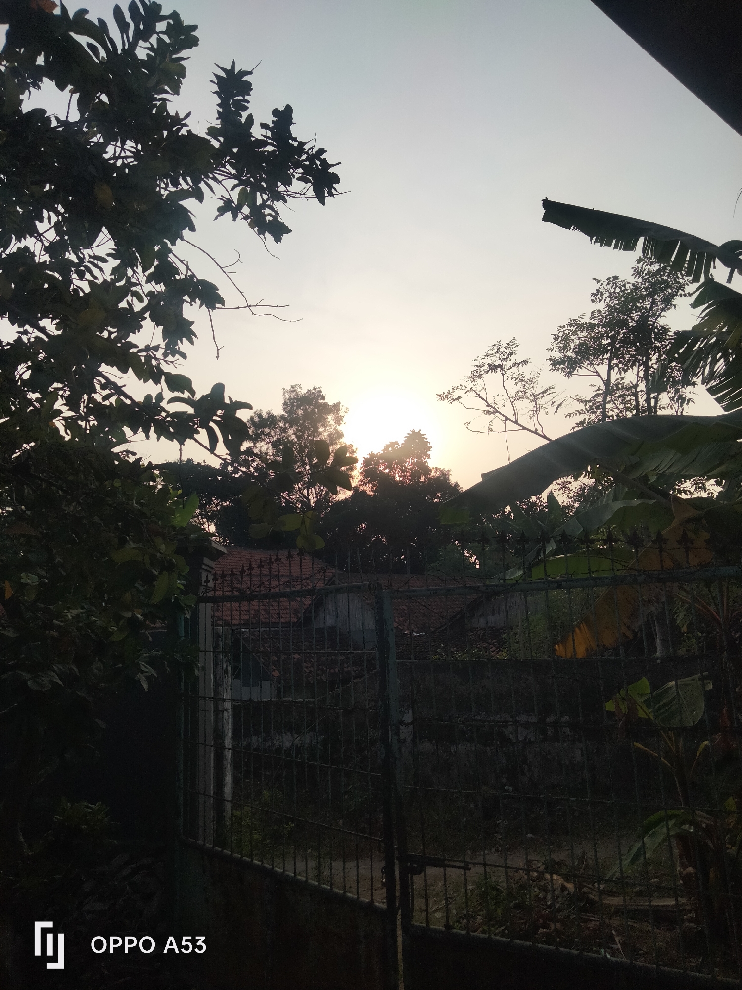 The image captures a serene sunset scene, possibly in Badung, Indonesia, given the prevalence of tropical vegetation and traditional house roofs. In the foreground, the silhouetted branches of a leafy tree frame the left side of the image, with its dark foliage contrasting against the pale sky. Beyond the tree, a rustic metal gate stretches horizontally, partially obscuring a view of a traditional house with a reddish-brown tiled roof. The house appears weathered, with hints of peeling paint. The sky is a soft gradient of pale blue and yellow, indicating the sun is low on the horizon, its rays diffused and casting a warm glow. In the background, various trees, including what appears to be a banana tree with its large, distinct leaves, add to the lush, tropical ambiance. The overall impression is one of peaceful twilight in a rural or semi-rural setting, characterized by natural elements and simple architecture. The bottom left corner of the image displays the text "OPPO A53" indicating the device used for capturing the photograph.