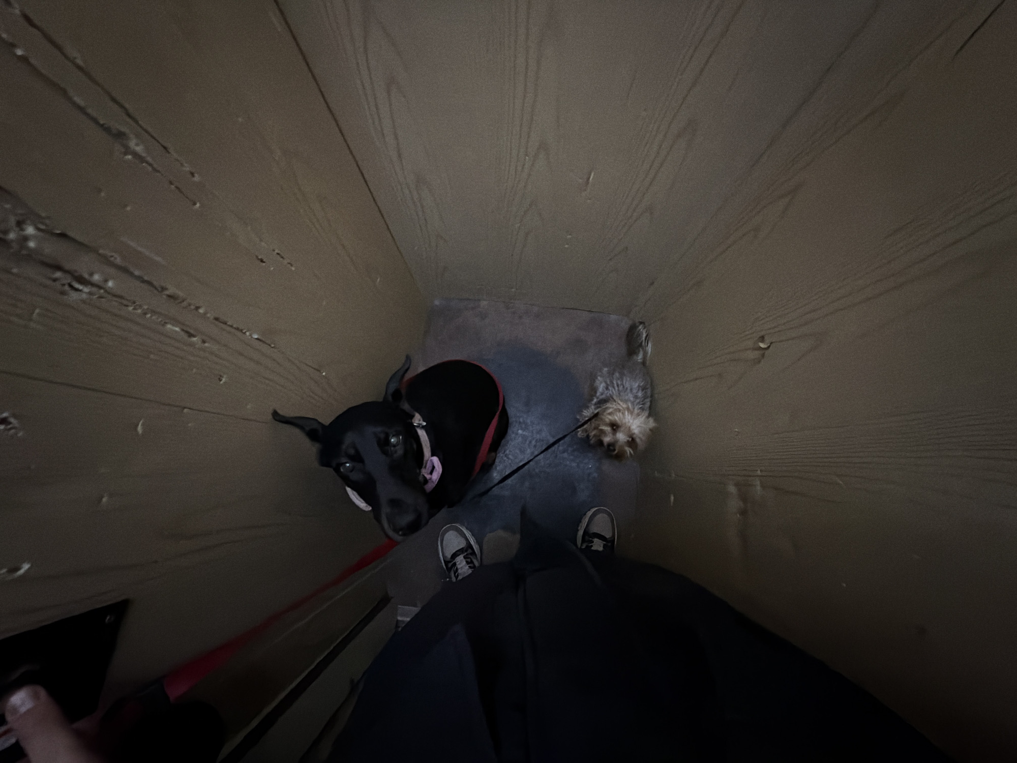 A top-down shot shows two dogs and a person standing on a gray concrete surface within a narrow, likely interior space. The walls are composed of vertical planks. The person is wearing a dark garment, with gray athletic shoes visible. One dog is a black Doberman mix wearing a pink collar and red harness, on a red leash. The other is a small, gray, Yorkshire Terrier-type dog on a black leash. Location information regarding Sofia, Bulgaria, is not available in the image.