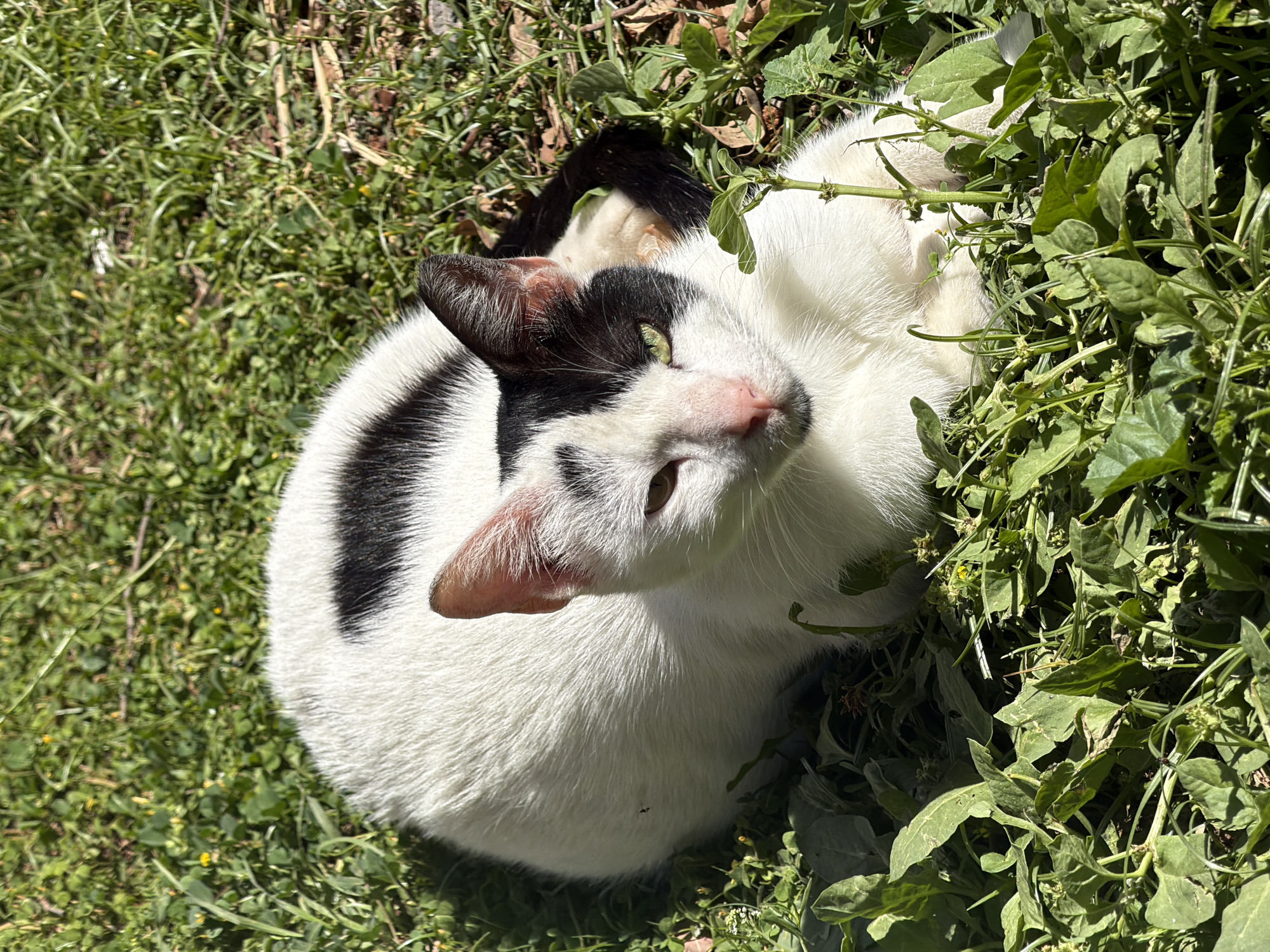 A black and white cat is lying in the grass, looking up at the camera. The cat is surrounded by green grass and leafy plants. The lighting indicates an outdoor setting in daylight. There are no visible signs indicating a specific location in Tel-Aviv, Israel.