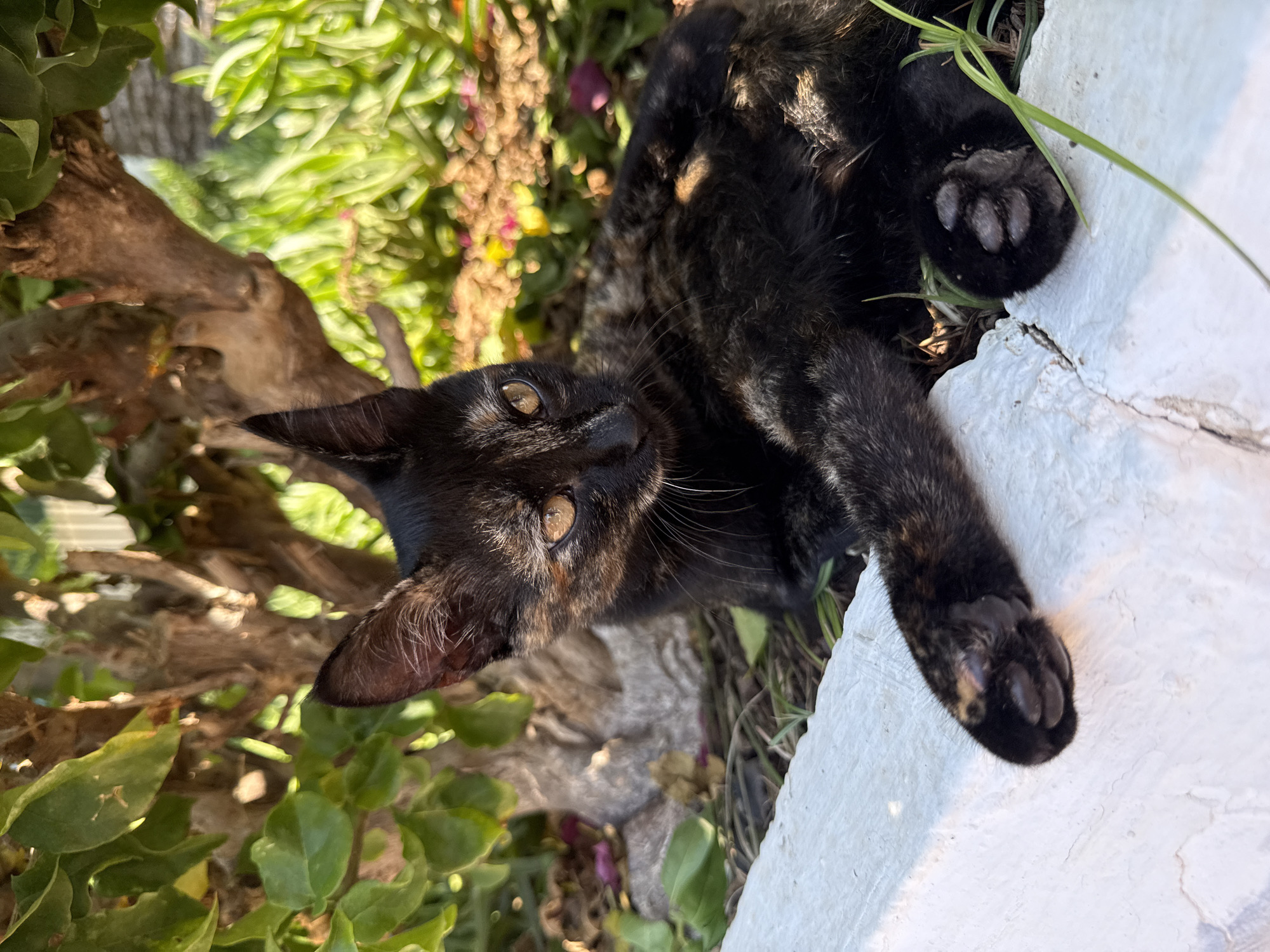 In Bodrum, Turkey, a tortoiseshell kitten lies on the ground next to a low white wall. The kitten is partially shaded by a tree with green leaves and a thick trunk. Its fur is predominantly black with patches of reddish-brown and yellow, and its eyes are a bright amber. The kitten's paws are visible, with one resting on the white wall. The background is filled with lush green foliage and blurred colorful flowers, indicating a garden or outdoor setting. The lighting suggests it is daytime, with sunlight dappling through the leaves.