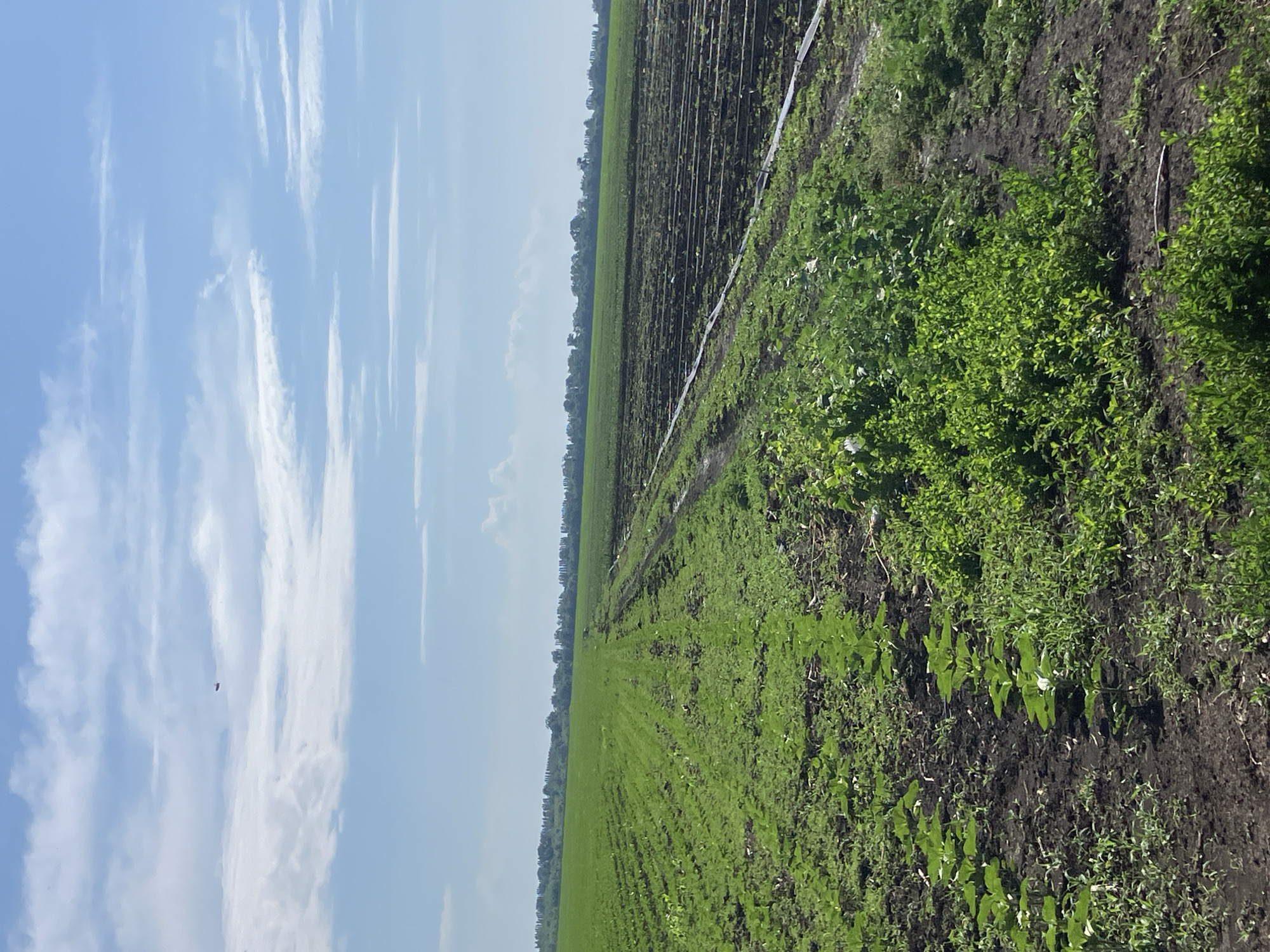 The image shows a large, green field with rows of young plants, likely crops, under a bright, blue sky with scattered white clouds. In the distance, a line of trees can be seen bordering the field. The field appears to be cultivated, with visible irrigation lines running through some of the rows. The foreground shows darker soil with some patches of wilder green growth. A small, red object is visible high in the sky. This scene is consistent with agricultural land, possibly in or near the village of Molodizhne, Ukraine.