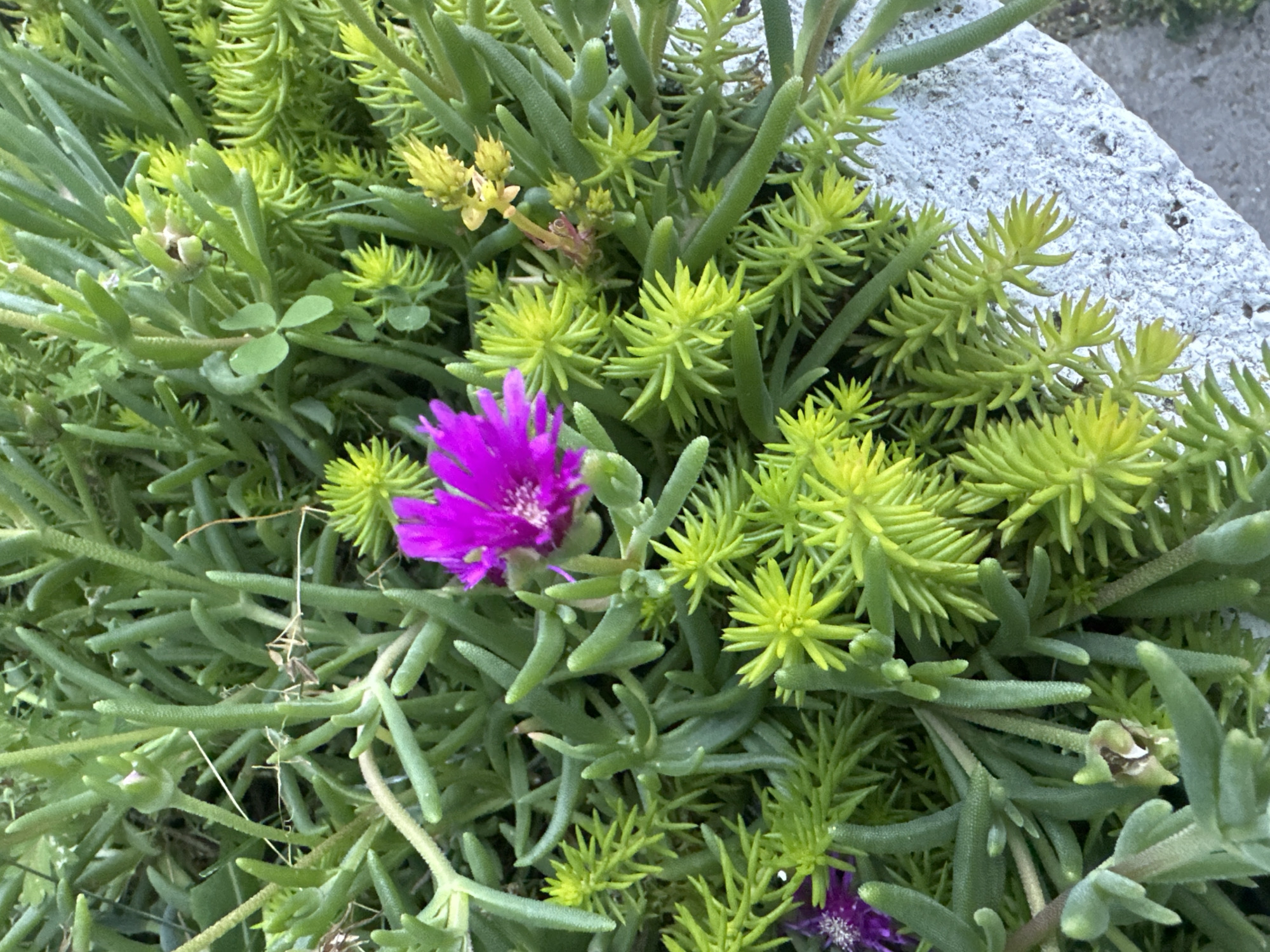 The image is a close-up, overhead shot of a succulent plant in an outdoor setting, likely a garden or planter. The plant features fleshy, elongated green leaves and several small, vibrant purple flowers in bloom. Interspersed with the green foliage are clusters of needle-like, bright yellow-green succulents. The texture of the plants is varied, with some smooth and rounded, while others are sharply pointed. In the lower right portion of the frame, a textured, off-white concrete surface is visible, suggesting the plant is contained within or growing alongside a planter or border. The lighting indicates it is daytime, with the sun illuminating the plants and casting subtle shadows. There are no people or animals present in the image. The environment appears to be natural and green, consistent with a residential or public garden space. The location is identified as Novotersky, Russia.