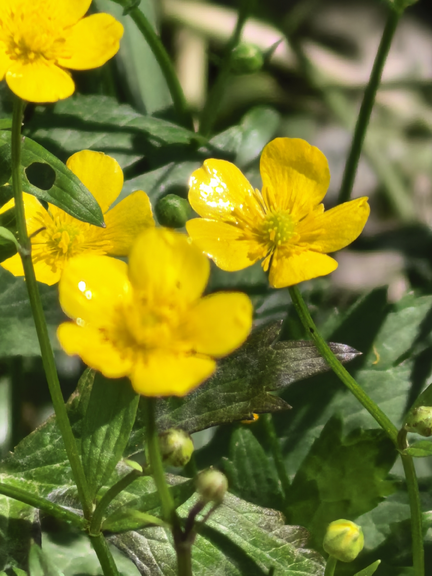 The image shows a close-up view of several yellow buttercup flowers in a natural setting. The flowers are in various stages of bloom, with some fully open and others still in bud. The petals are a vibrant yellow, and the centers of the open flowers reveal intricate details of their reproductive parts. The background is a blur of green foliage and stems, suggesting a natural environment like a field or garden. Sunlight filters through the leaves, creating highlights and shadows on the flowers and surrounding vegetation. There are no people or man-made structures visible in the image. The focus is solely on the natural beauty of the flowers and their immediate surroundings.