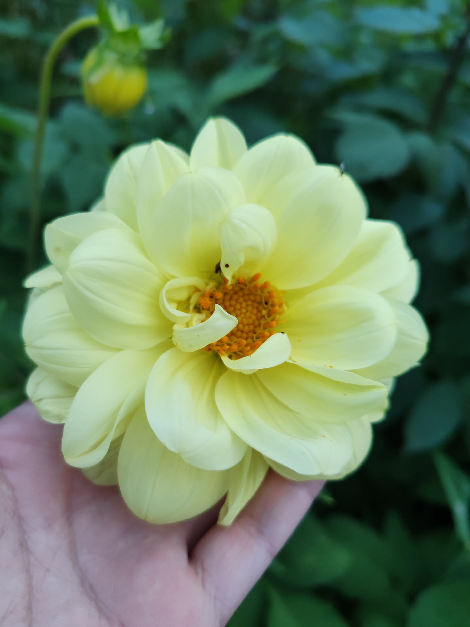 A close-up shot captures a pale yellow dahlia flower being held by a person's hand. The flower's petals are layered and slightly curled, revealing a bright orange center. In the background, out of focus, is a green bud on a stem and the lush foliage of a garden. The scene appears to be outdoors.