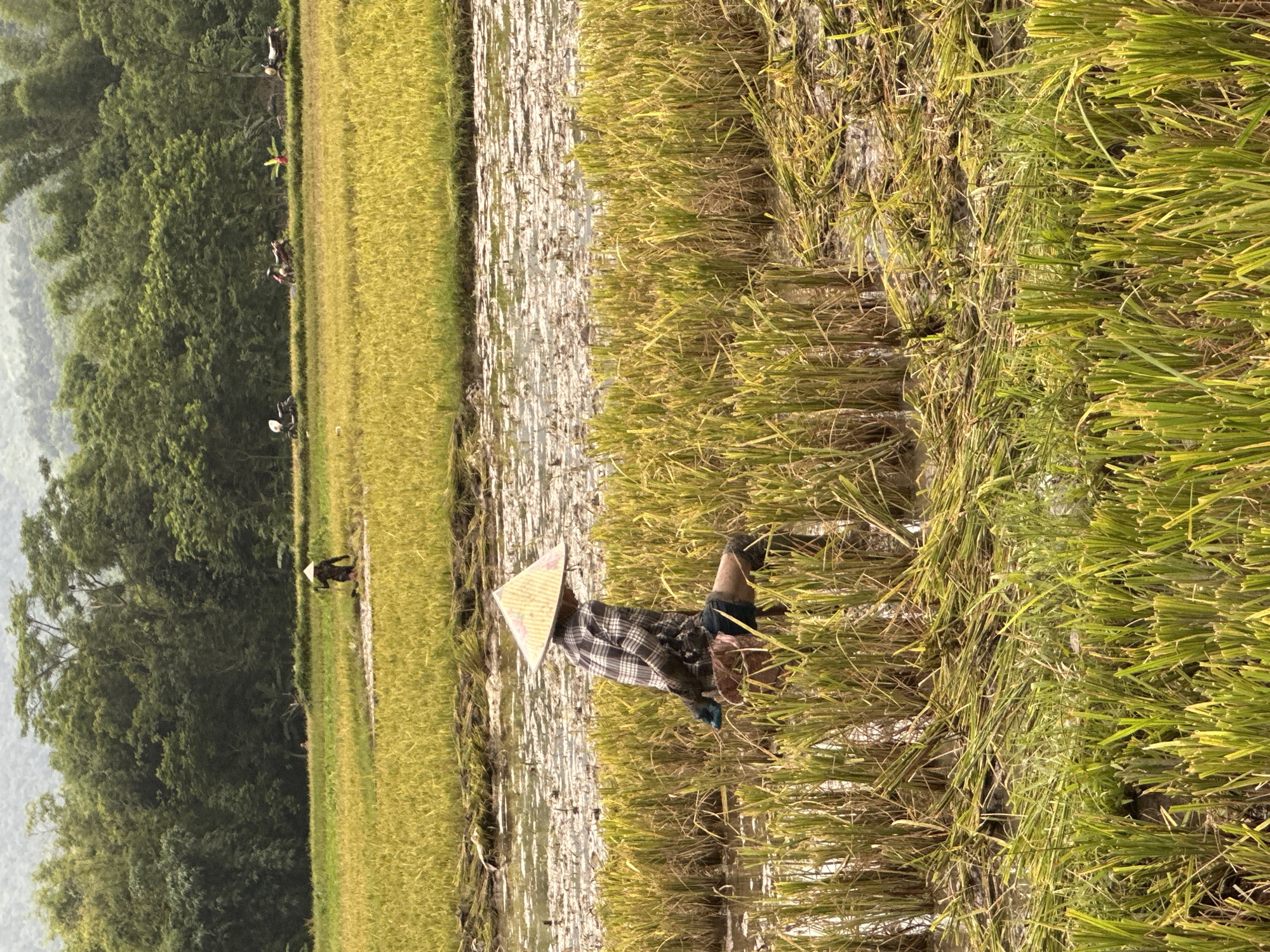 A person wearing a conical hat and plaid shirt is working in a rice paddy in Mai Chau, Vietnam. The rice stalks are yellow and green, with some cut stalks lying on the ground. The paddy is filled with water and mud. In the background, there are trees and mountains. Several motorcycles are parked in the distance.