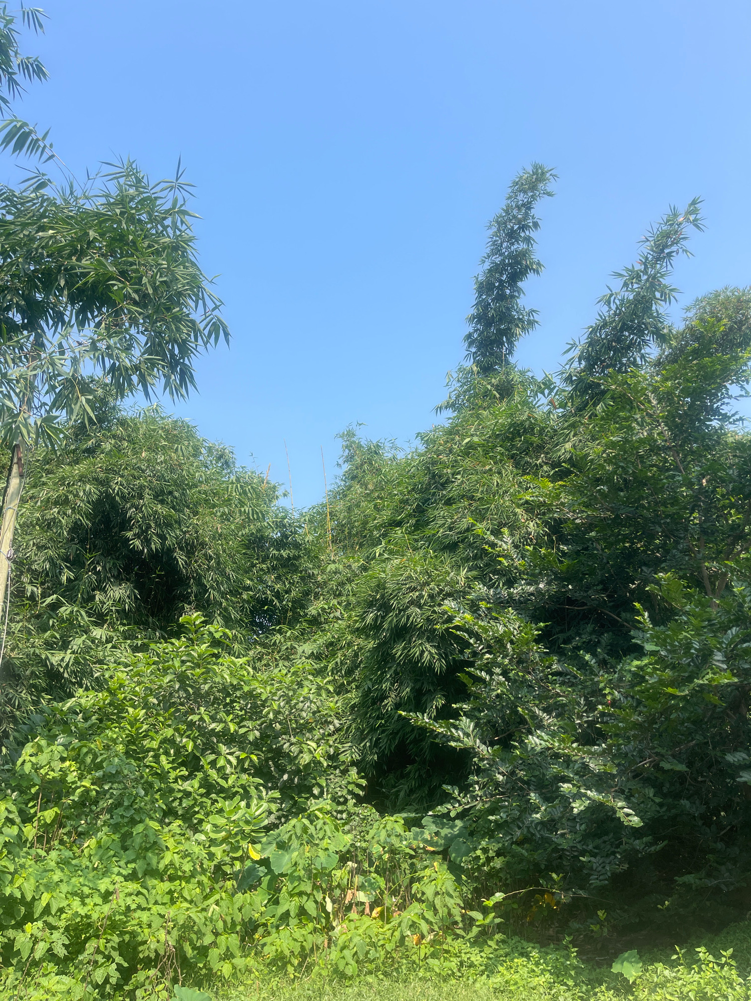 The image shows a lush green landscape under a clear blue sky. The foreground is filled with dense vegetation, including various types of leafy plants and some broad-leaved plants. In the midground and background, there are numerous bamboo trees with their characteristic tall, slender stalks and feathery leaves. The bamboo foliage creates a dense canopy, with some stalks arching towards the sky. The scene appears to be in a natural or semi-natural environment, possibly a rural area or a park. The lighting suggests it is daytime, with sunlight filtering through the leaves. The overall impression is one of abundant plant life and a serene outdoor setting. The location in Bojhi, India is consistent with a climate that supports such dense vegetation and the presence of bamboo.