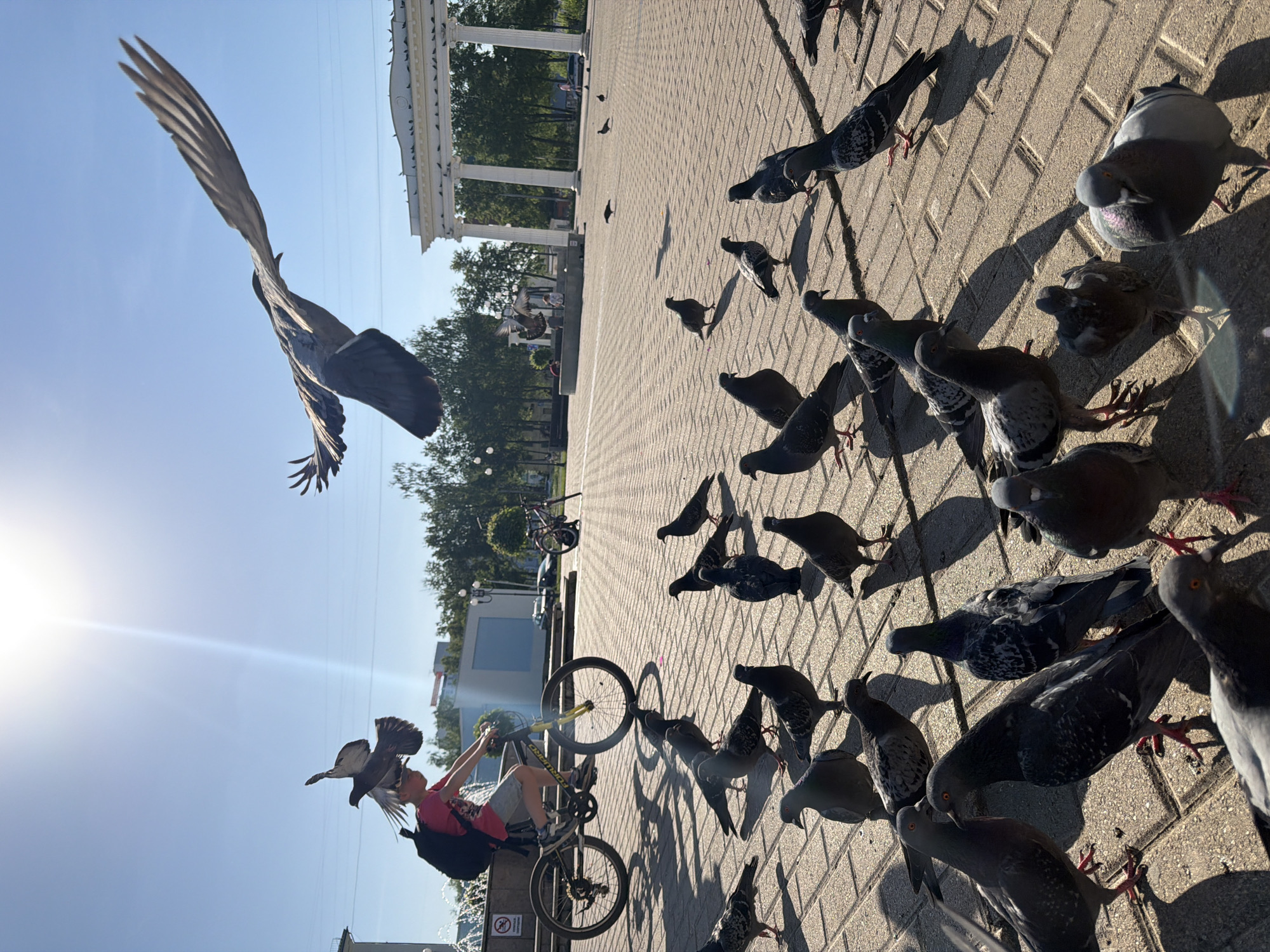 The image depicts a scene in the city of Chaikovsky, Russia, featuring a brick-paved square with a colonnade-style structure in the background. Numerous pigeons are present, some on the ground and one in mid-flight. A person on a bicycle, facing to the left side of the image, is positioned in front of a fountain. The background also includes buildings and trees. The lighting suggests it is a sunny day.