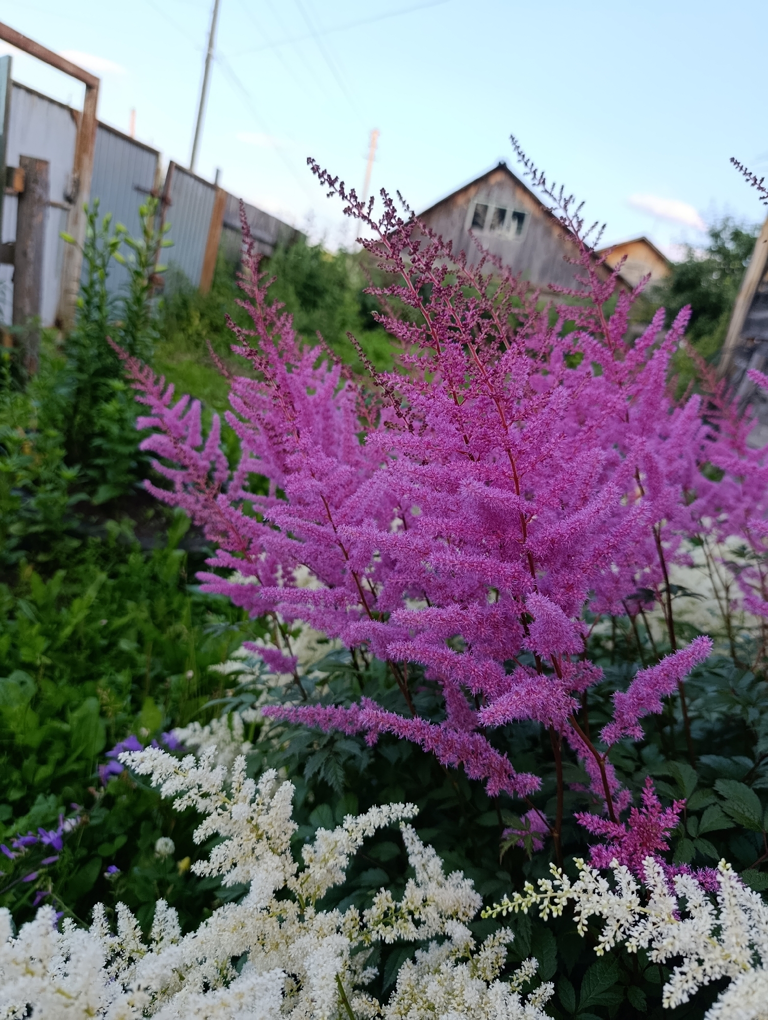In the foreground of this outdoor photograph, a cluster of vibrant pink astilbe flowers dominates the scene. To the left and lower foreground, white astilbe flowers create a contrasting display. Behind the flowers, lush green foliage forms a dense backdrop. In the mid-ground, a corrugated metal fence with wooden posts runs horizontally, separating the garden from a rustic wooden building with a triangular roof in the background. The sky above is a pale blue with a few wispy clouds. The scene depicts a garden in the village of Zipunovo, Russia. There are no people or animals visible in the image.