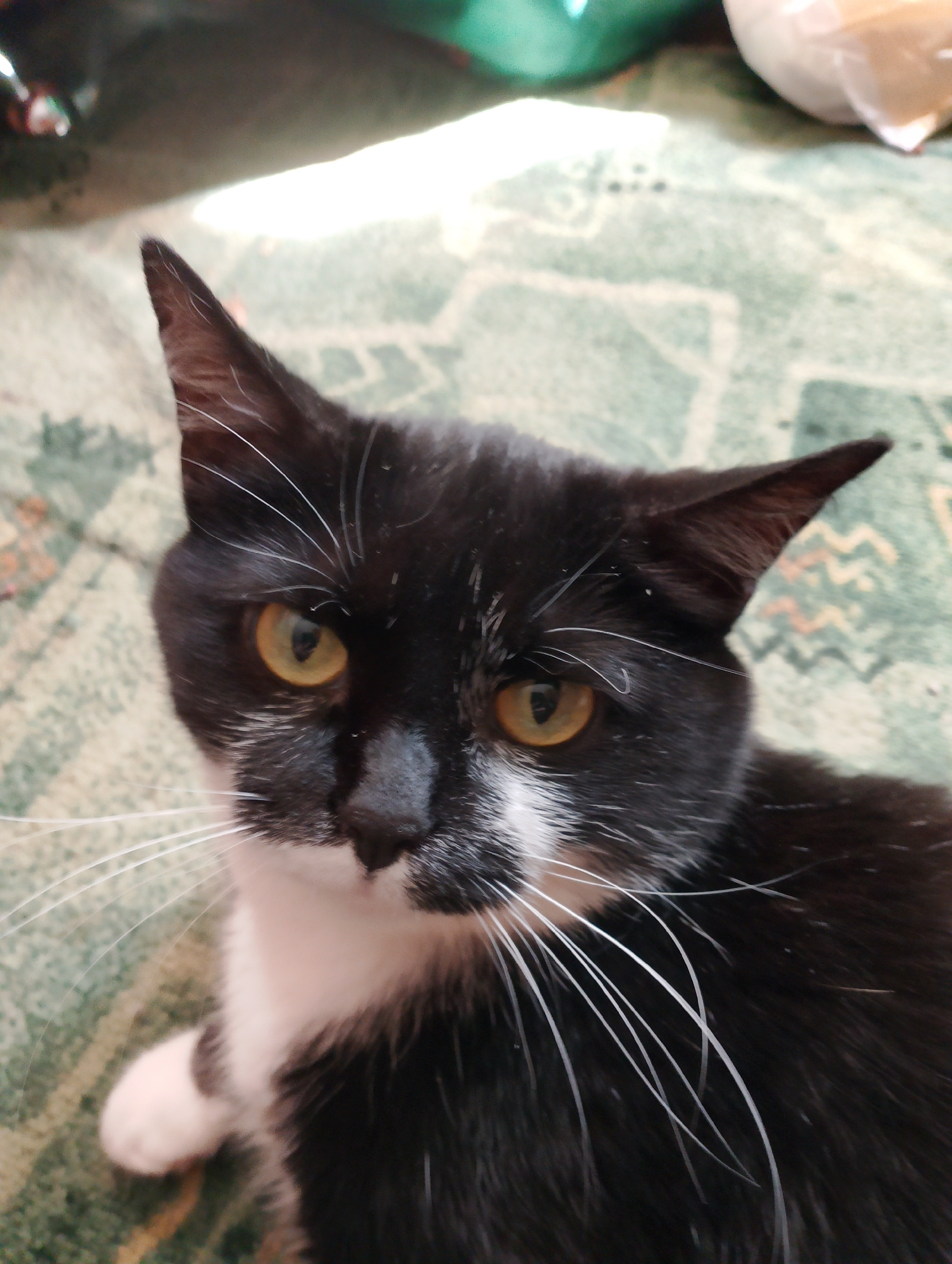 A black and white cat with yellow eyes is lying on a green carpet. The cat is facing forward and looking directly at the camera. Its ears are perked up, and its whiskers are spread wide. The cat's fur is short and sleek, with a patch of white fur on its chest and paws. The carpet has a geometric pattern of green and beige. In the background, there are some out-of-focus objects, one of which appears to be a light green balloon or inflatable. The lighting suggests an indoor setting, likely a home, with natural light illuminating the scene from the left. There are no people or other animals visible in the image.