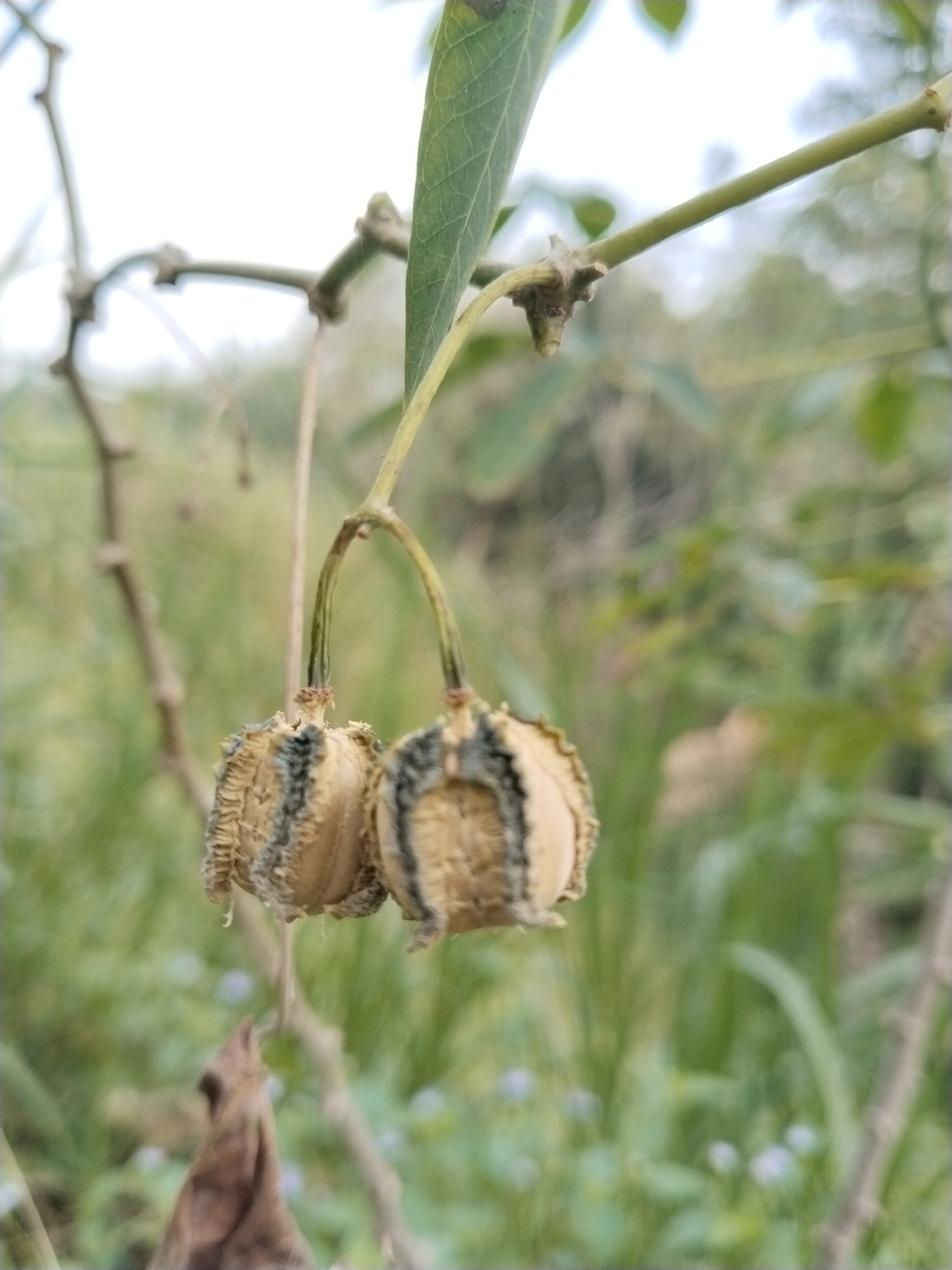 The image displays two dried, light brown, segmented seed pods suspended from a thin, arching green stem, characteristic of a cassava plant (*Manihot esculenta*). Each pod exhibits prominent dark brown or black longitudinal stripes and a dry, textured surface. The stem originates from a thicker, light green woody branch, from which a single green leaf with visible venation extends on the right. In the upper left background, multiple out-of-focus, gnarled brown branches are visible. The background consists of a heavily blurred green natural environment, suggesting dense foliage, with faint specks of light purple or white visible in the lower right, possibly small flowers. The top-central background is bright white, indicative of an overcast sky or strong ambient light. No individuals or man-made objects are present. The location is Unknown, Unknown.