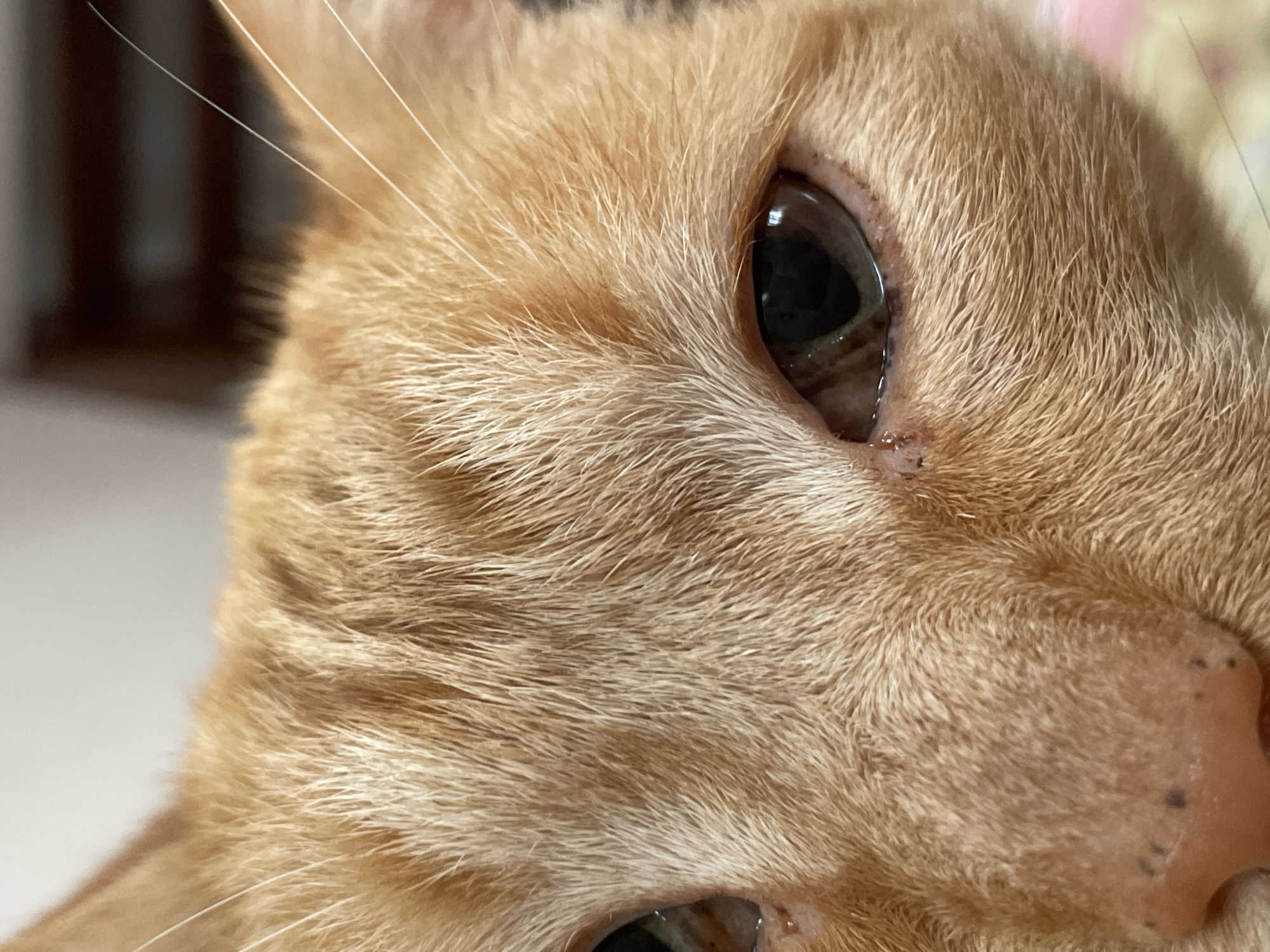 Close-up of an orange tabby cat's face, focusing on the eyes and fur. One eye is visible and dark. A nose with small dark spots is also visible. The fur is short and dense. The background is out of focus. This image does not appear to be located in a city.