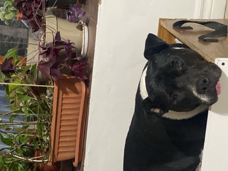 A black and white dog with a white collar is licking its lips and looking to the right. A houseplant with purple and green leaves is in a brown planter to the left of the dog. A wooden surface with black straps rests above and behind the dog. The background consists of a white wall.