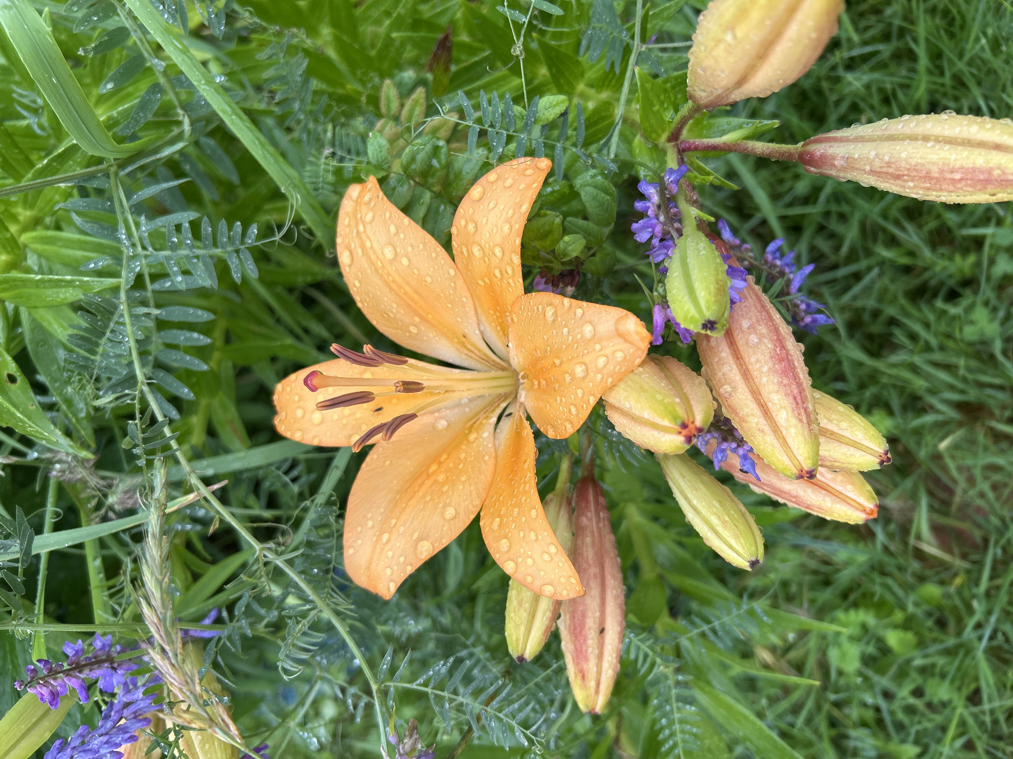 In an outdoor garden setting, possibly in Вишенка Снт, Russia, a close-up shot captures an orange lily in full bloom, adorned with numerous water droplets. The lily's petals are unfurled, revealing its stamen and pistil. Surrounding the main flower are several lily buds in various stages of development, some appearing as pale green with hints of pink, while others are more fully developed and tinged with red. Interspersed among the lilies are small clusters of purple wildflowers. The foliage is lush and green, with some fronds showing fine, feathery leaves also covered in water droplets. The overall impression is one of a damp, verdant garden after rainfall. There are no people or animals clearly visible in the image.
