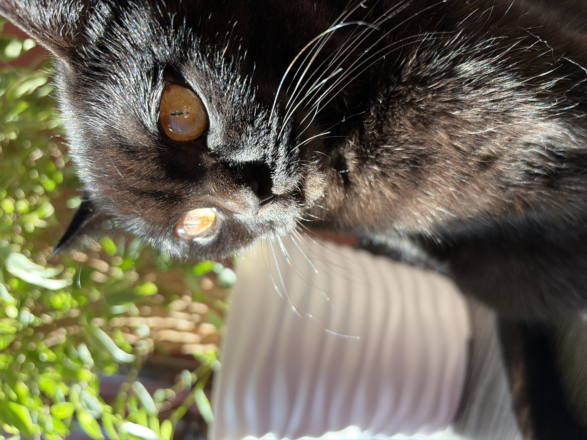 This is a close-up, eye-level, outdoor shot of a black cat with amber eyes sitting next to a white ribbed planter. The cat is looking to the left of the frame, with sunlight highlighting its fur and whiskers. In the background, there are out-of-focus green leaves and a blurred brown surface. There is no discernible location in the city of Leninsk-Kuznetskiy, Russia.
