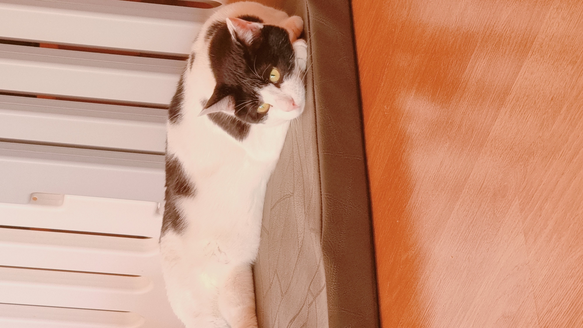 A black and white cat is lying down on a couch next to a wall. The cat has green eyes. The couch is next to a white slatted piece of furniture. The wall is orange. The photo appears to have been taken indoors. The location is Dunnae-myeon, South Korea.