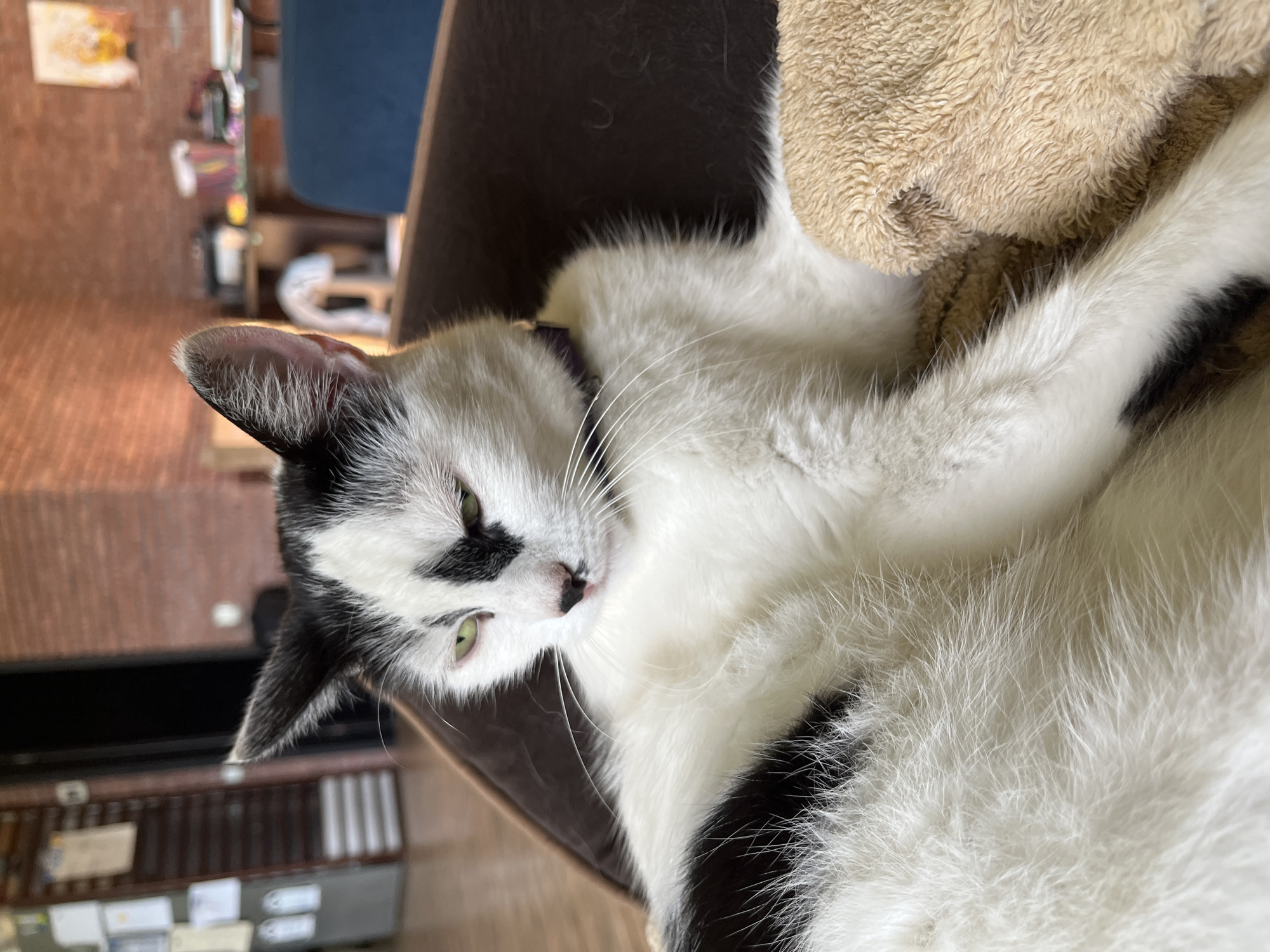 This is a close-up, eye-level, medium shot of a black and white cat reclining in a brown pet bed, with a beige fluffy blanket near its paws. The cat is facing slightly to the left of the camera, with its head turned towards the viewer. Its fur is predominantly white with black markings on its head and back. The cat has green eyes and is wearing a thin purple collar. The background suggests an indoor environment, possibly an apartment in Ureki, Georgia. A brick wall is visible in the upper right portion of the image, and to the left, a door and shelves with papers are discernible. The lighting in the scene is warm and appears to be natural sunlight coming from a window.