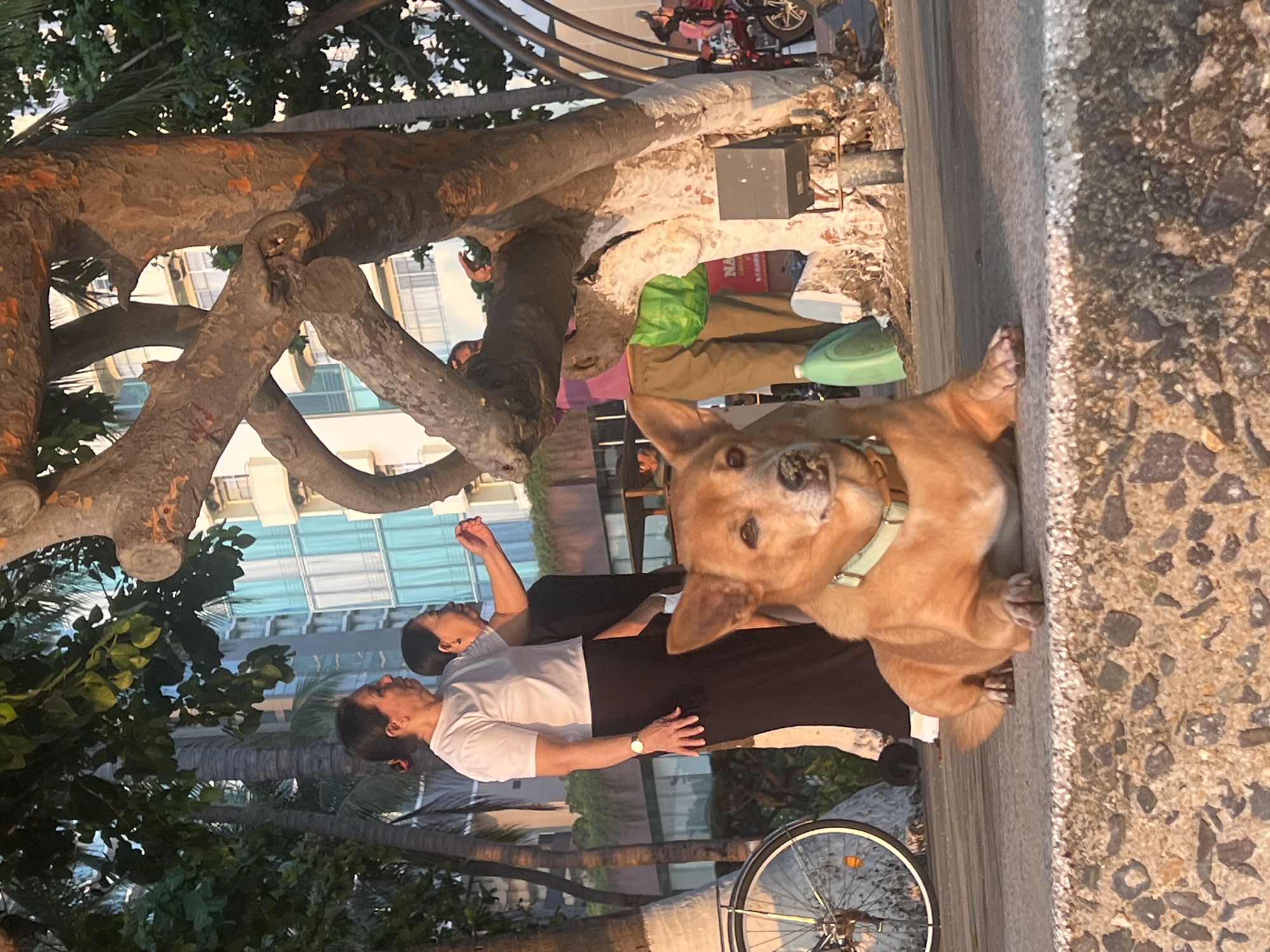 The image captures a scene in Nha Trang, Vietnam, at a location near a seawall. A light brown dog with a collar is lying on the pavement, close to the seawall edge. Two women are nearby; one is wearing a white shirt and black pants, with a watch visible on her wrist, while the other is wearing a black shirt and pants. They appear to be engaged in some sort of exercise or stretching activity. A large tree with thick branches extends over the scene, with buildings visible in the background. A bicycle is partially visible near the women, and other individuals and vehicles, including a motorcycle, are present further in the background. The overall environment suggests a public space such as a park or promenade along the coastline.