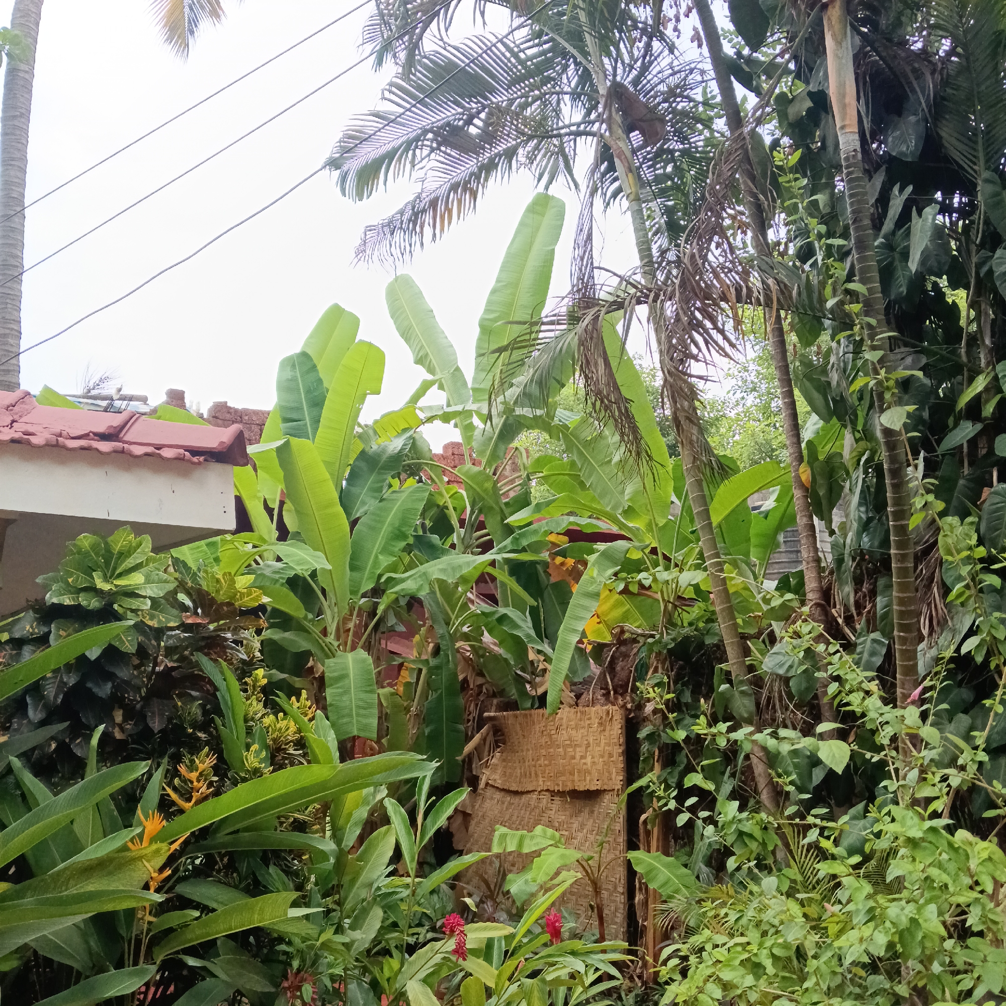 The image shows a lush, overgrown garden in Anjuna, India. A tiled roof is visible behind a dense collection of banana trees and other tropical plants. The foreground is filled with various plants, including heliconias and red ginger flowers. A woven bamboo screen is partially visible amidst the foliage. Several palm trees and smaller woody trees are scattered throughout the scene. The sky is overcast.